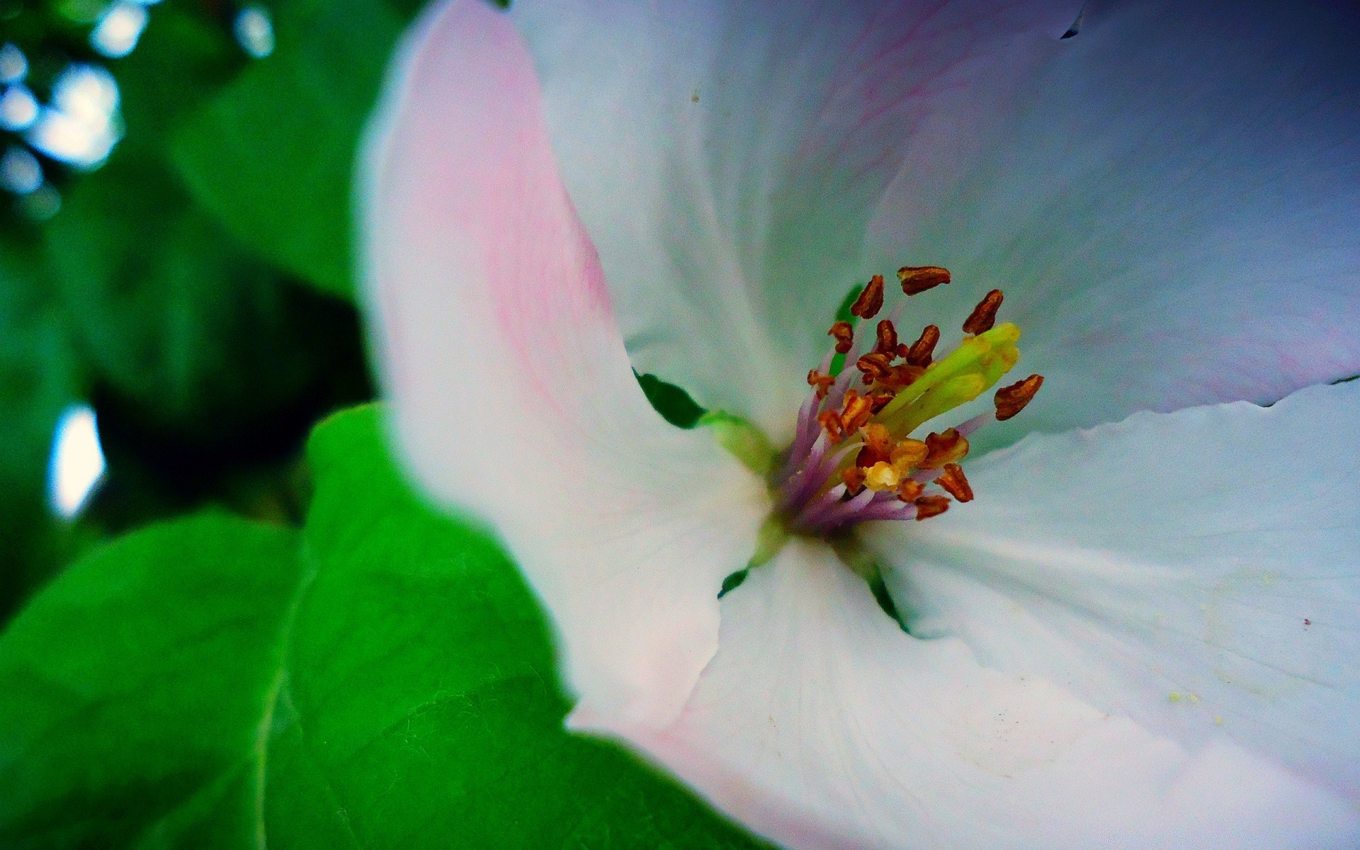 fiori fiore foglia natura flora giardino estate petalo fioritura bella floreale sfocatura colore compagno giglio primo piano