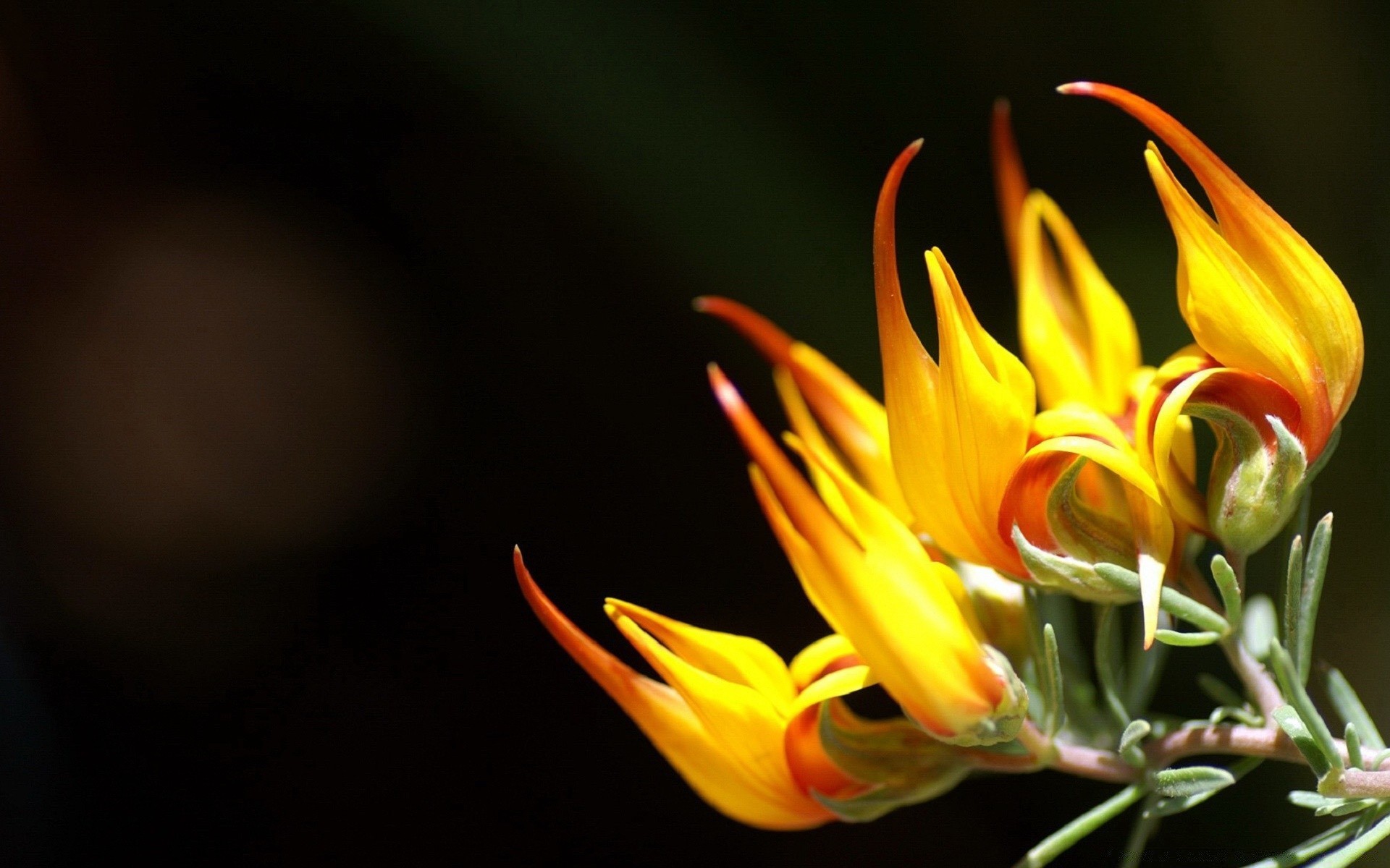 fiori natura fiore flora foglia colore luminoso bello estate giardino crescita primo piano