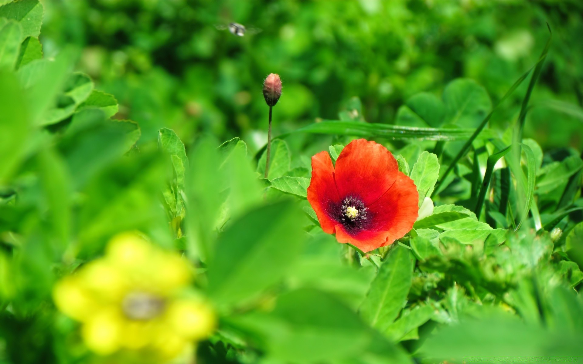 kwiaty natura liść flora ogród lato kwiat wzrost zbliżenie jasne pole trawa sianokosy kolor kwiatowy na zewnątrz świeżość sezon dobra pogoda