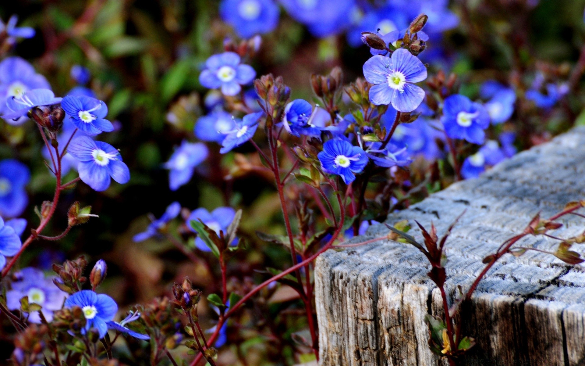 blumen blume natur flora im freien garten blatt