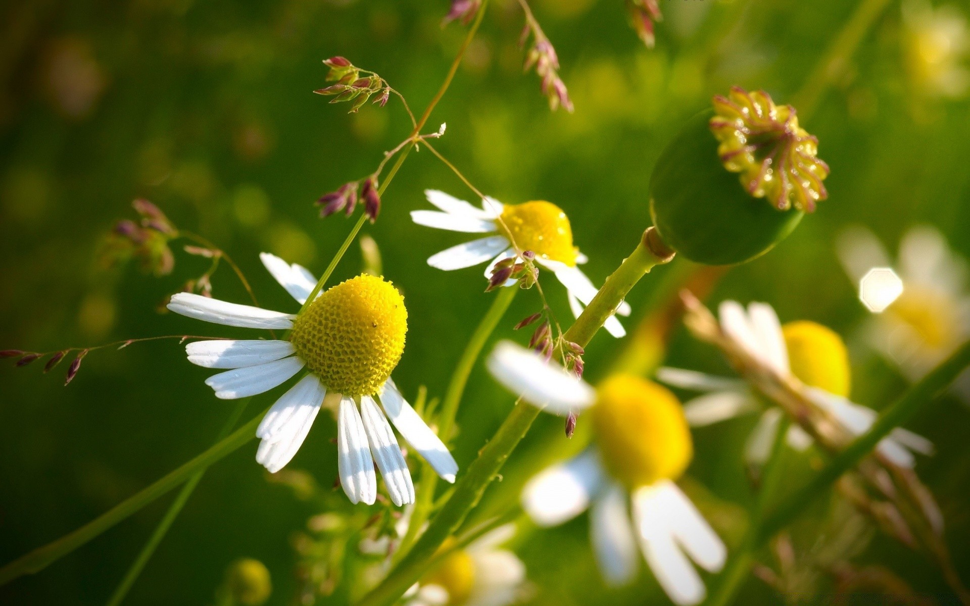 blumen natur blume sommer flora blatt im freien wachstum gutes wetter gras feld garten hell heuhaufen wild des ländlichen