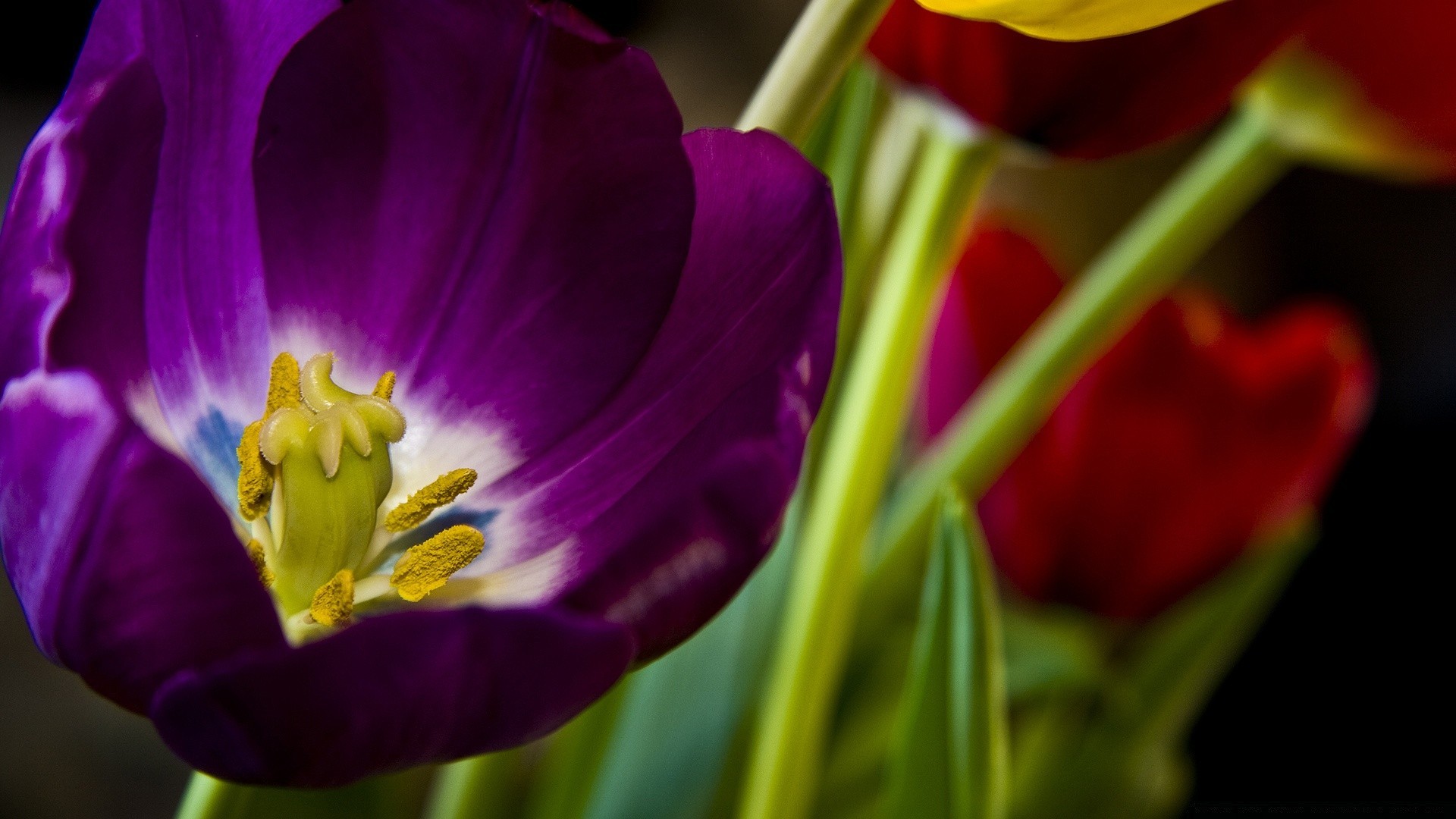 flowers flower nature tulip flora color leaf garden summer bright easter love petal growth floral