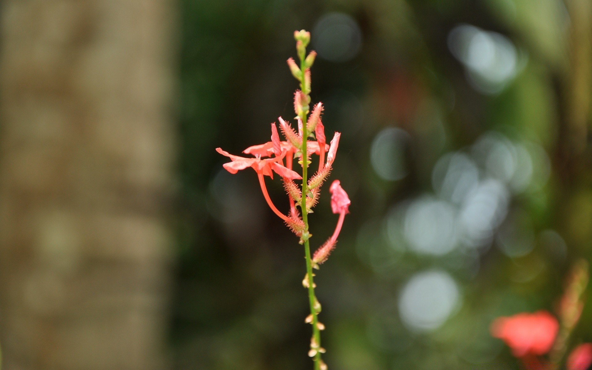 fleurs nature fleur à l extérieur feuille flore été arbre croissance jardin