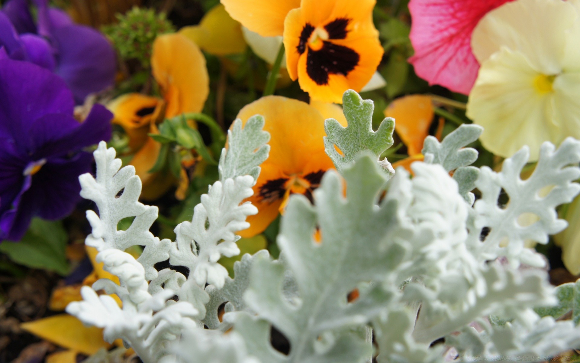 flowers nature flower flora leaf garden floral summer color season blooming bright petal close-up growth field