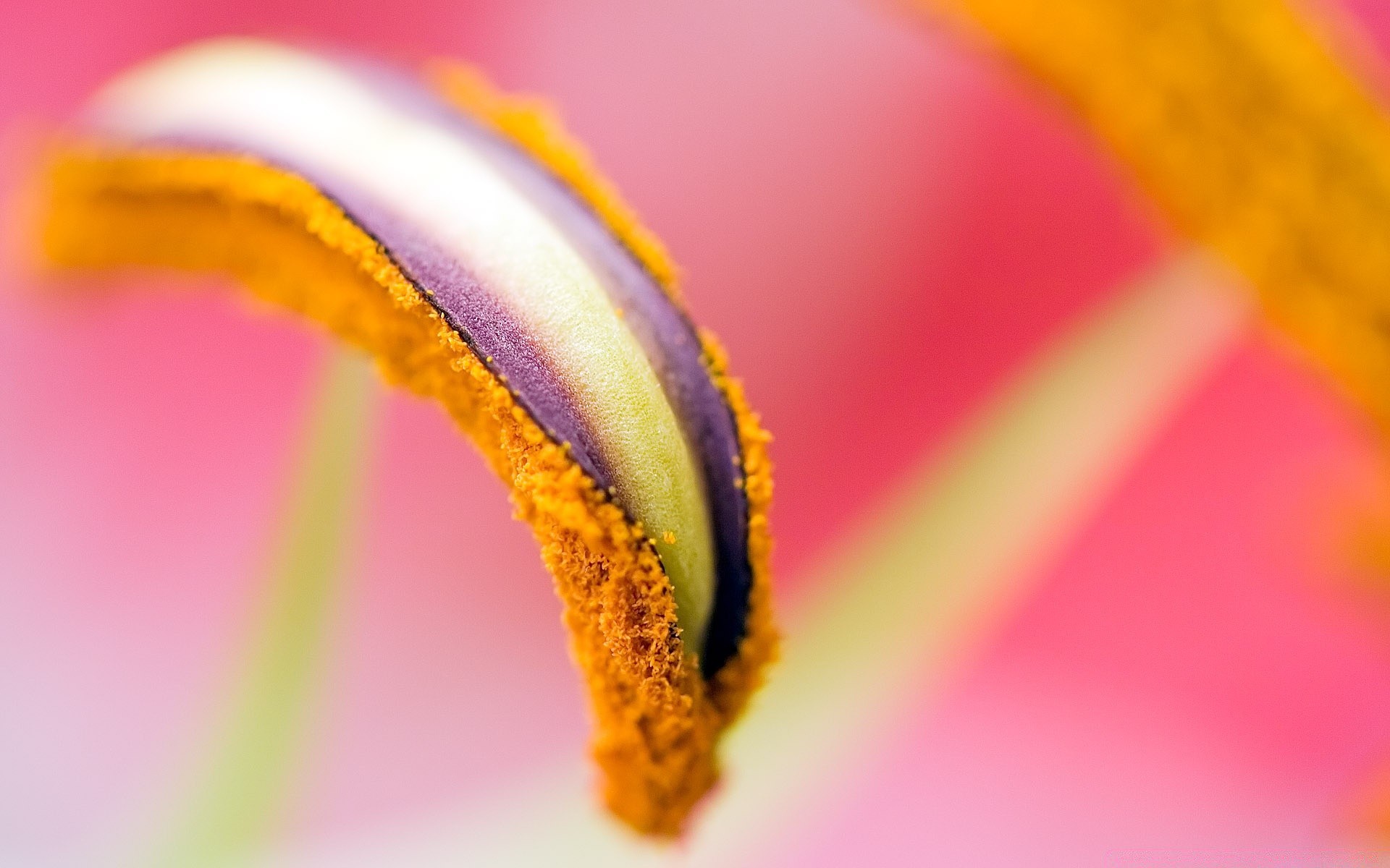 flowers flower blur nature color garden flora lily bright summer desktop abstract tulip dof rain delicate still life close-up