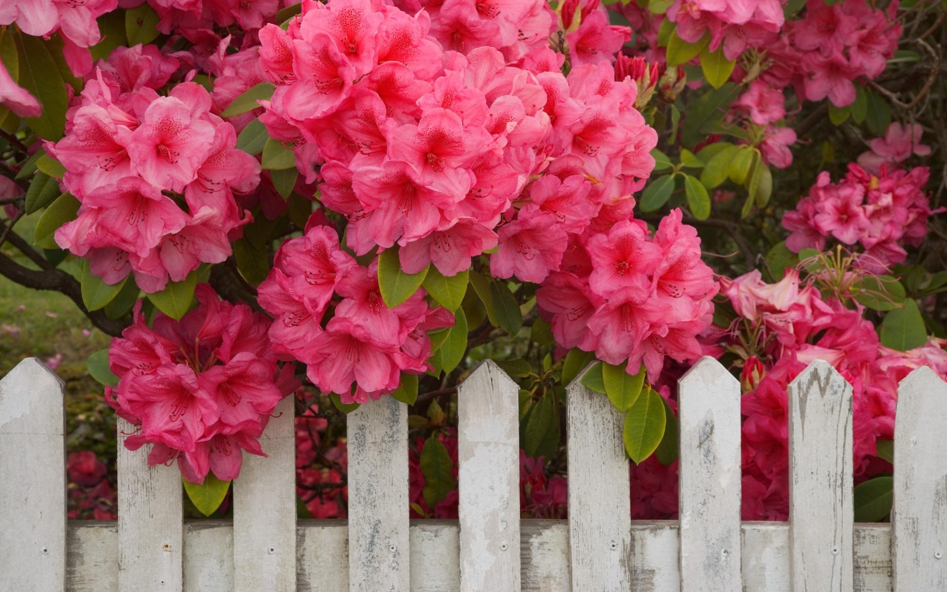 flowers flower garden flora nature blooming summer decoration leaf color floral park rose beautiful petal outdoors bright