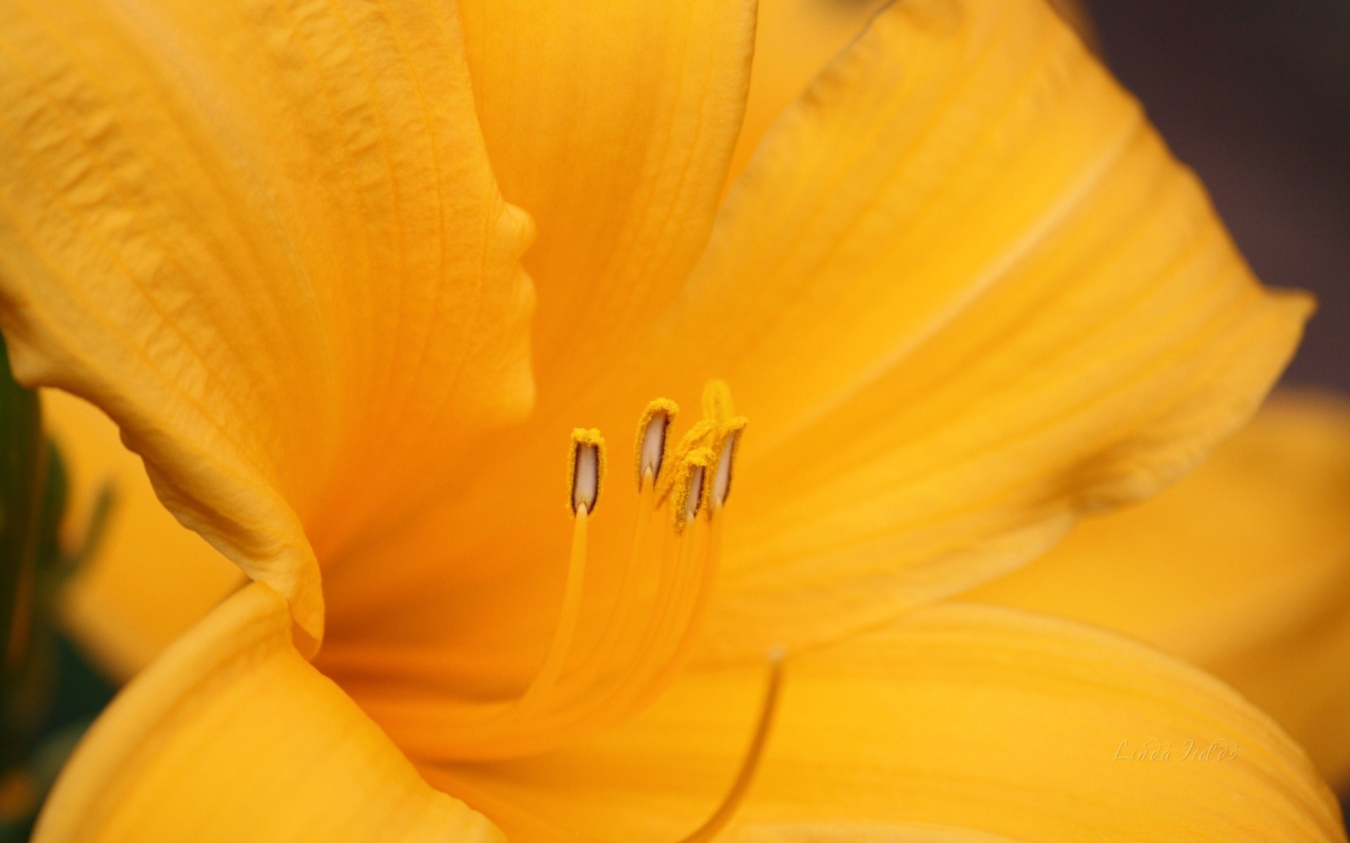 flores flor naturaleza flora desenfoque color brillante verano lily