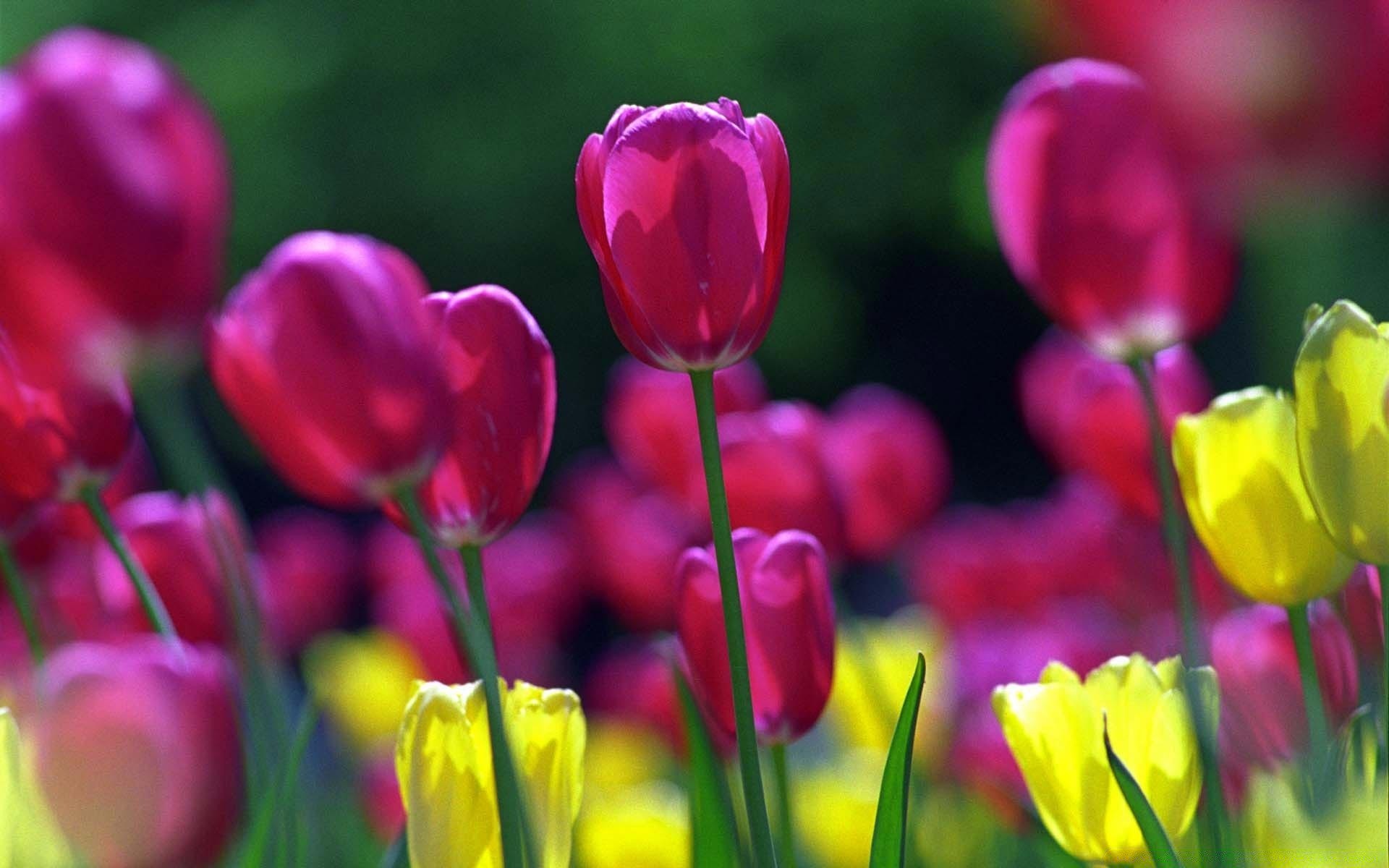 blumen tulpe natur blume flora garten hell sommer ostern farbe blatt blumen feld wachstum jahreszeit blütenblatt hell blühen blumenstrauß gutes wetter