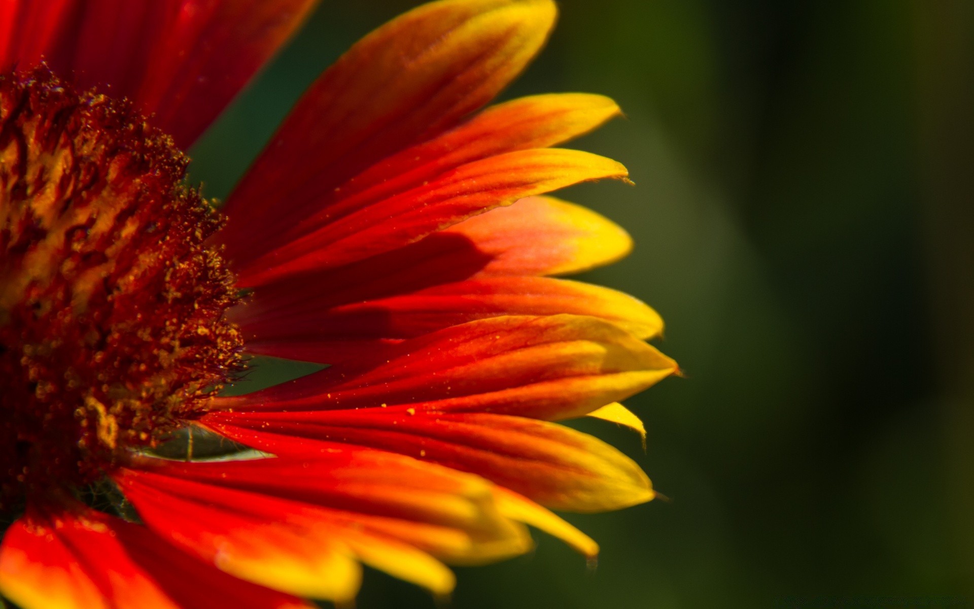 flowers nature flower flora garden summer bright color petal leaf beautiful floral outdoors close-up blooming