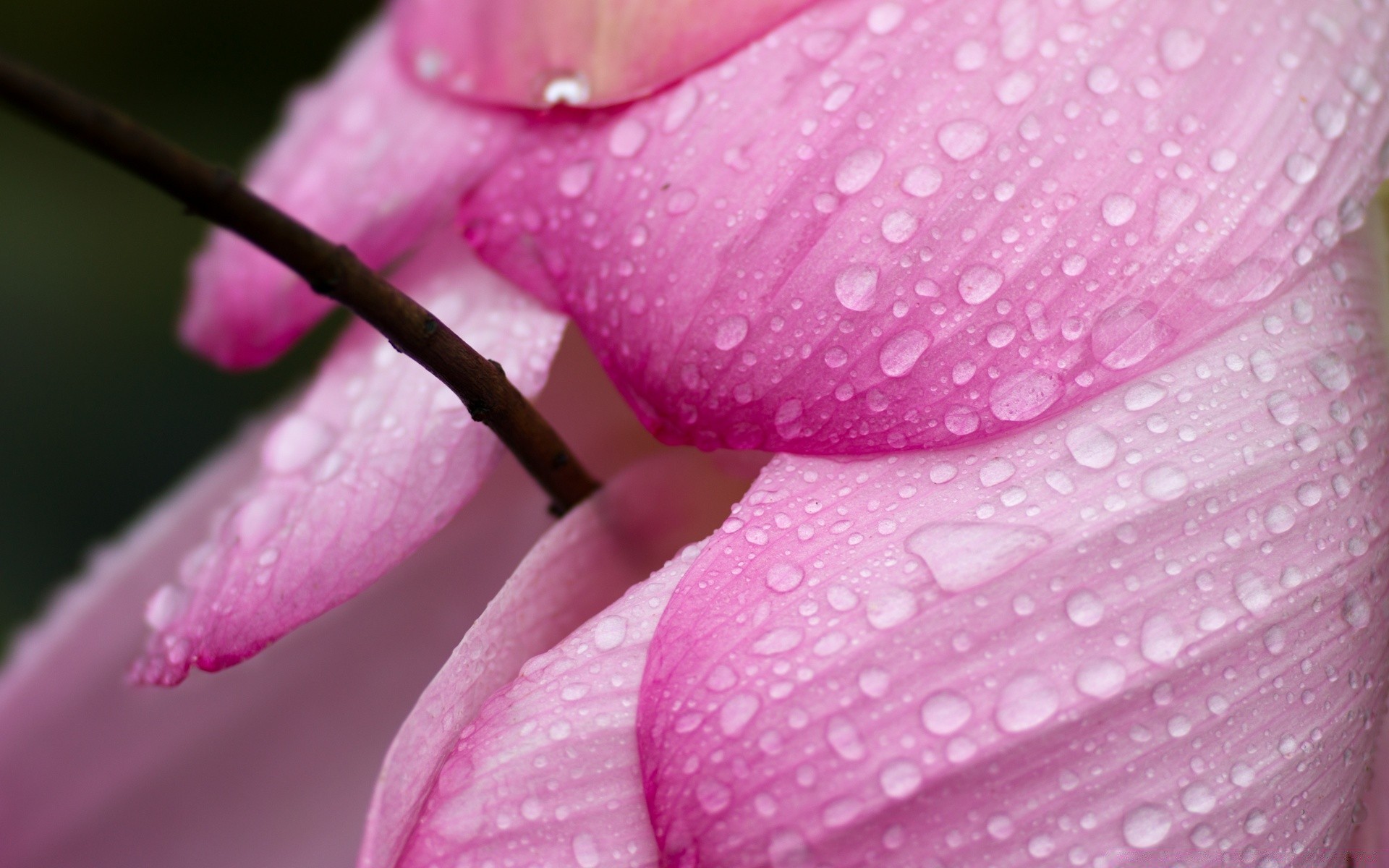 flowers flower flora nature garden dew color rain beautiful close-up bright summer leaf drop