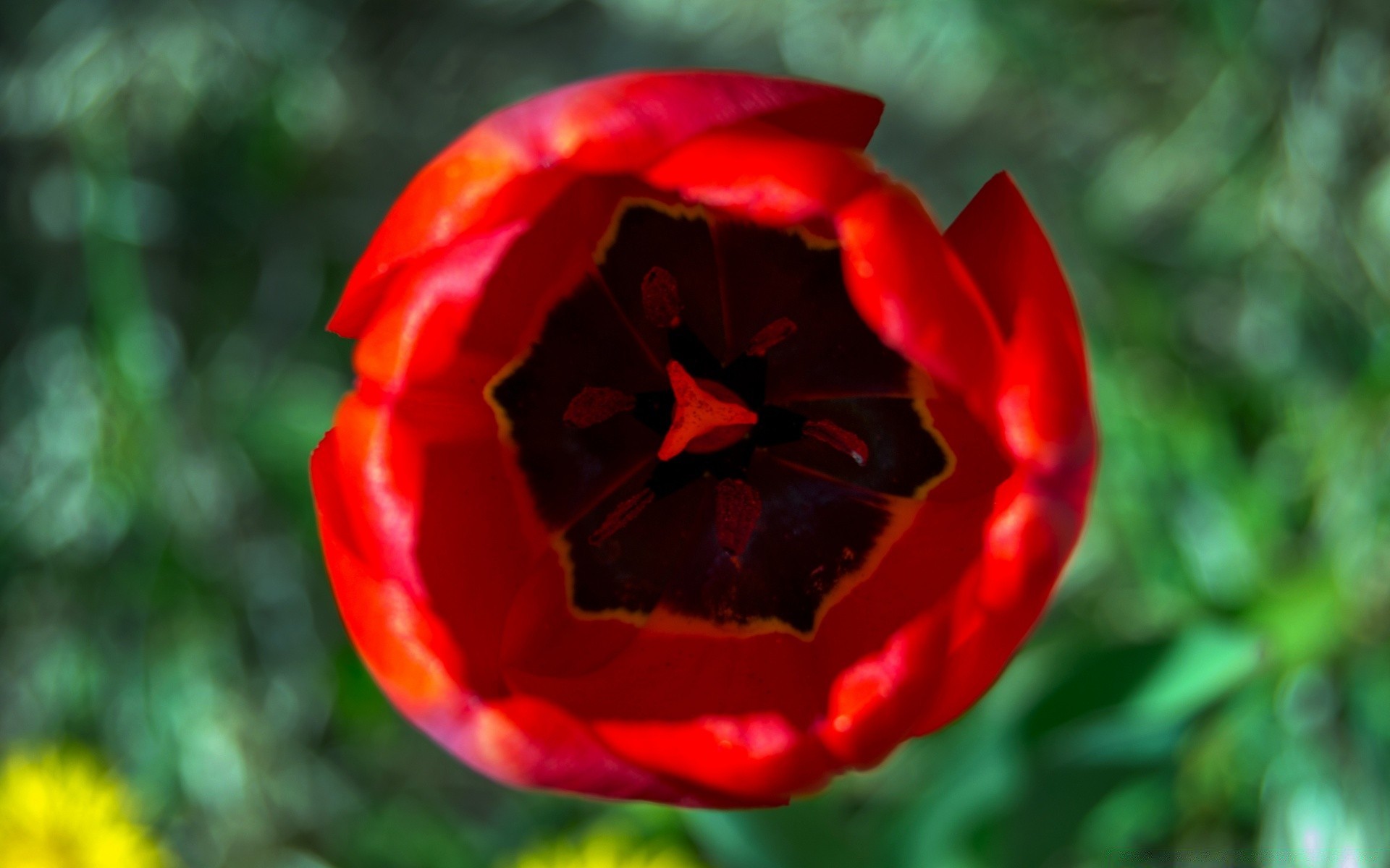 çiçekler doğa yaprak çiçek parlak flora açık havada yaz renk bahçe