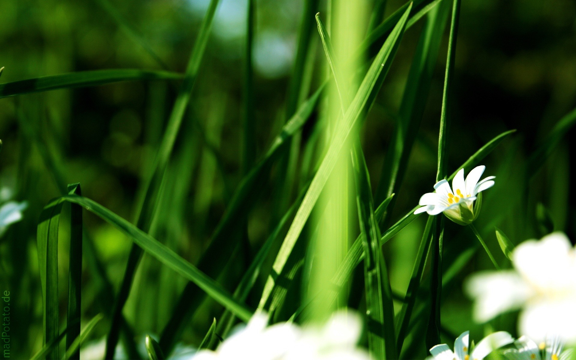 flowers nature leaf grass growth flora summer garden fair weather bright blur outdoors flower environment hayfield sun lawn