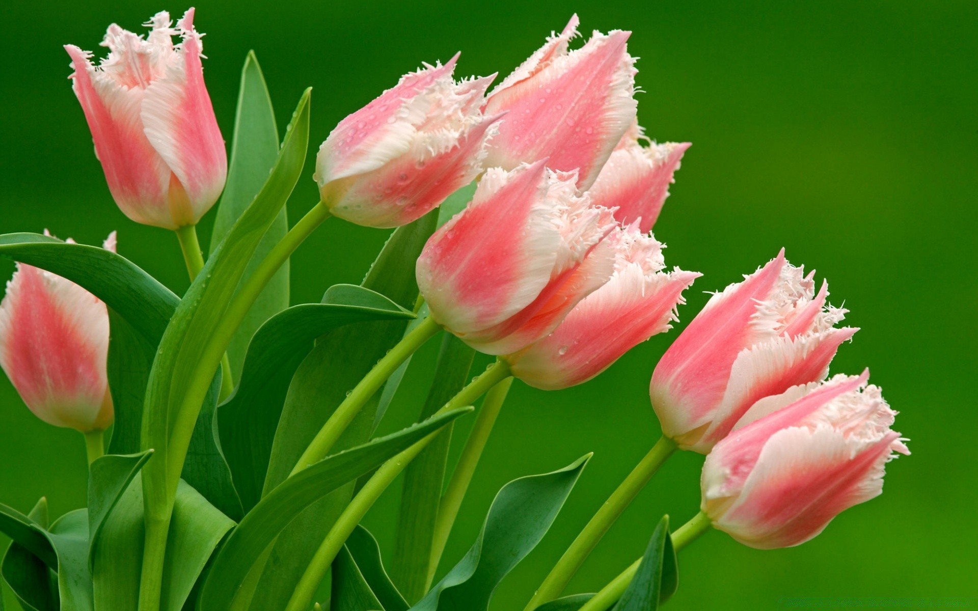 flowers tulip nature flower flora leaf floral summer garden petal blooming close-up bright bouquet head color husk season bud field