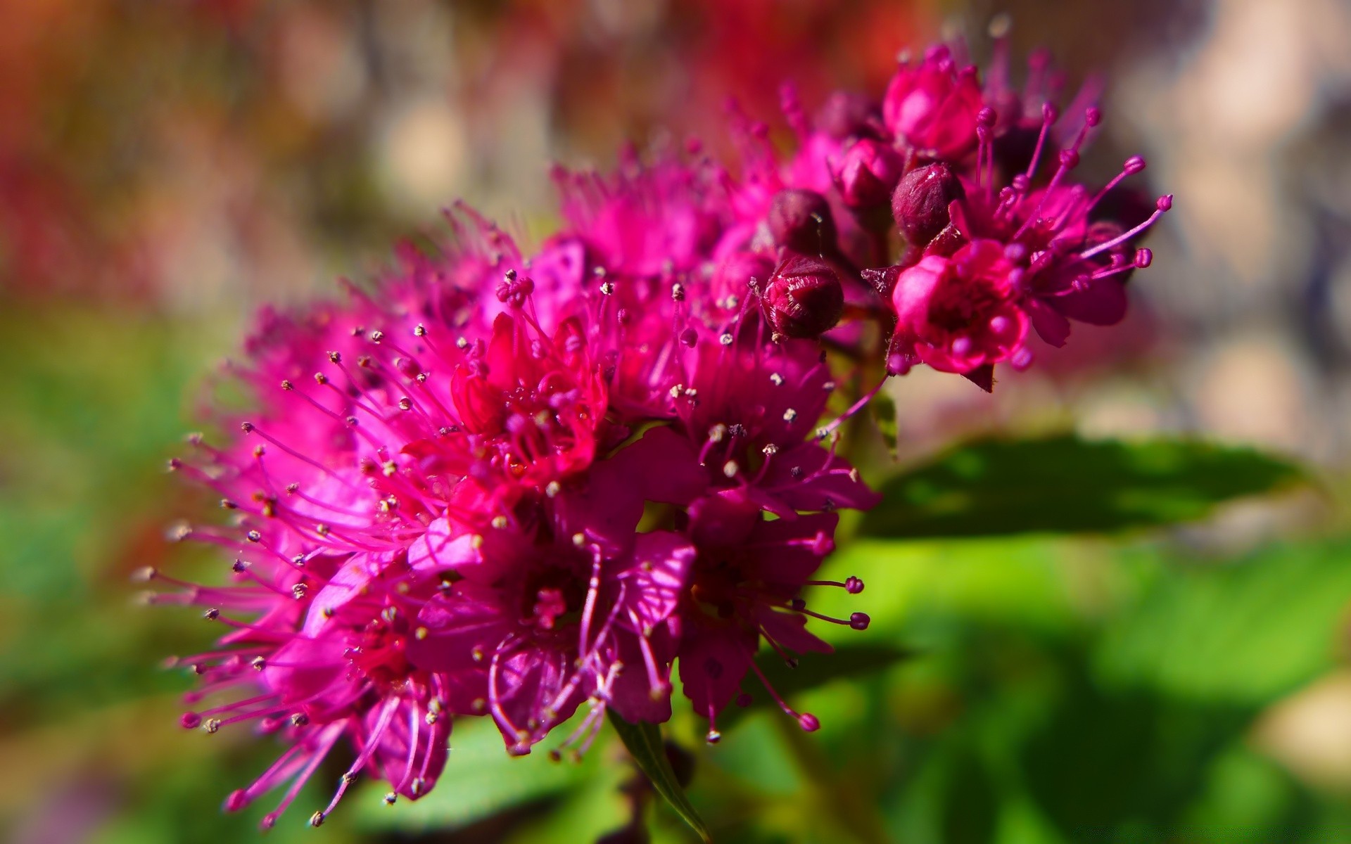 flowers nature flower flora blooming leaf garden summer petal outdoors floral field perennial wild growth close-up hayfield color bright botanical