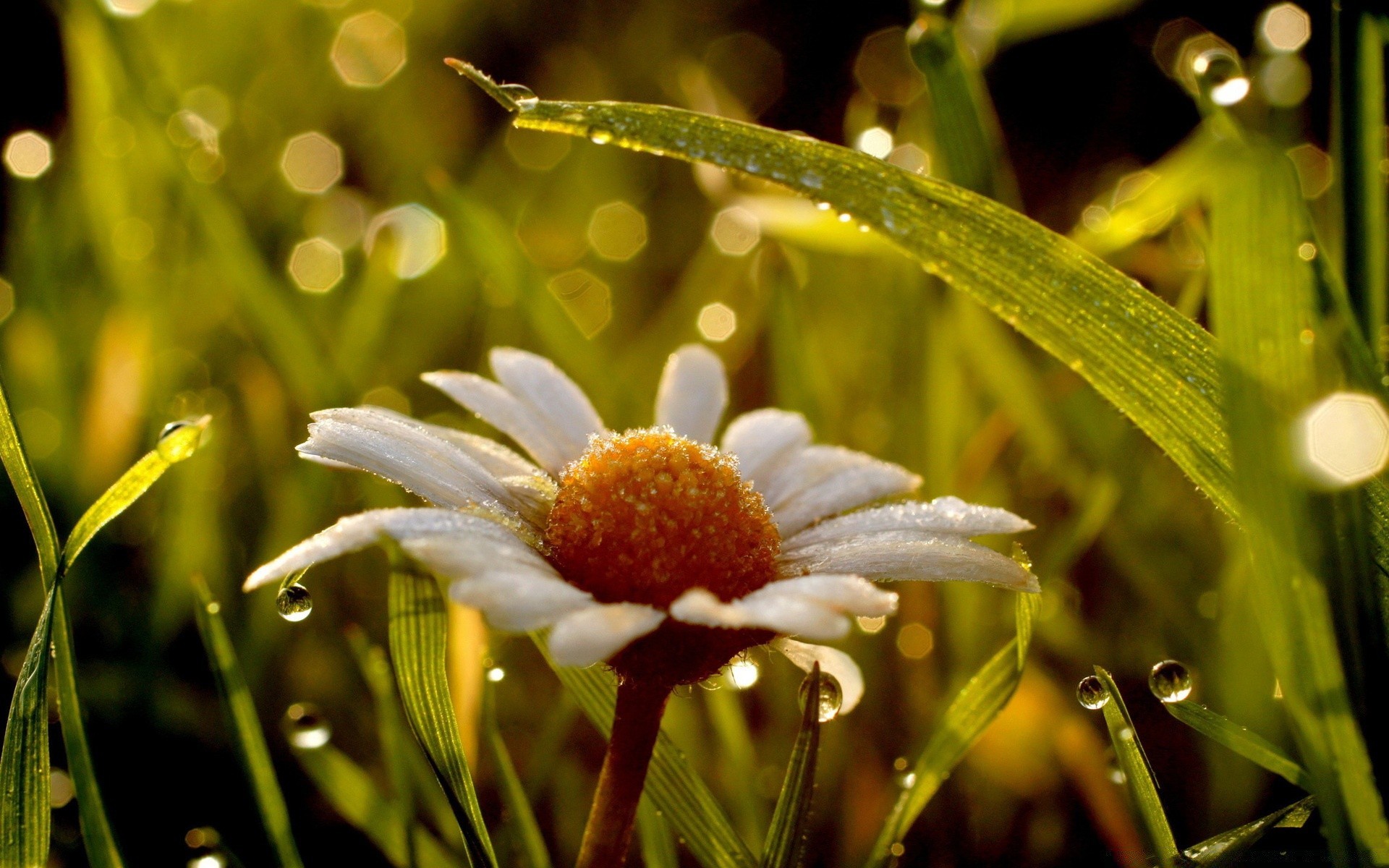 flowers nature grass flower garden flora summer leaf field outdoors sun fair weather color bright close-up hayfield season