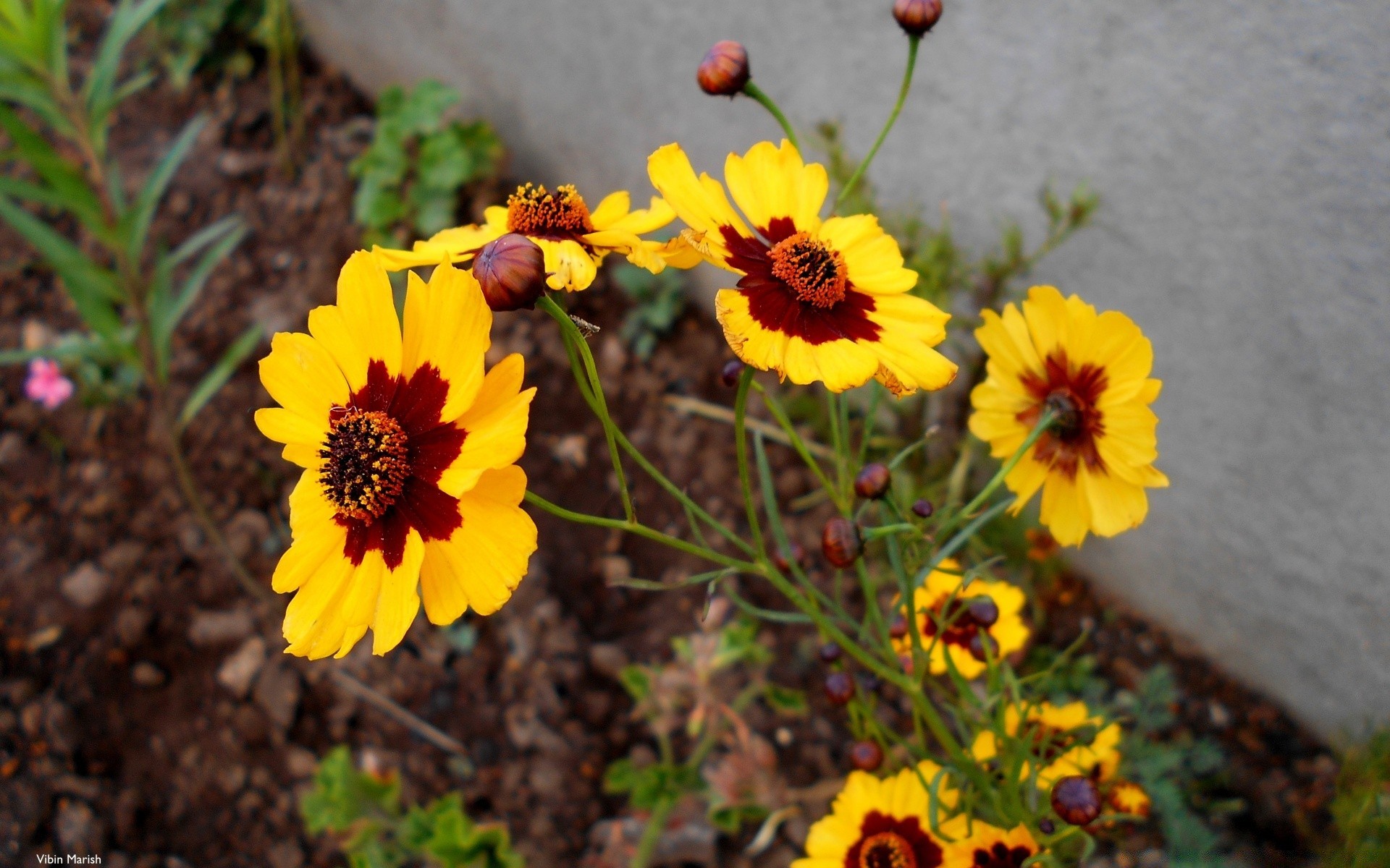 flowers nature flower flora leaf garden summer bright outdoors color floral blooming field growth petal