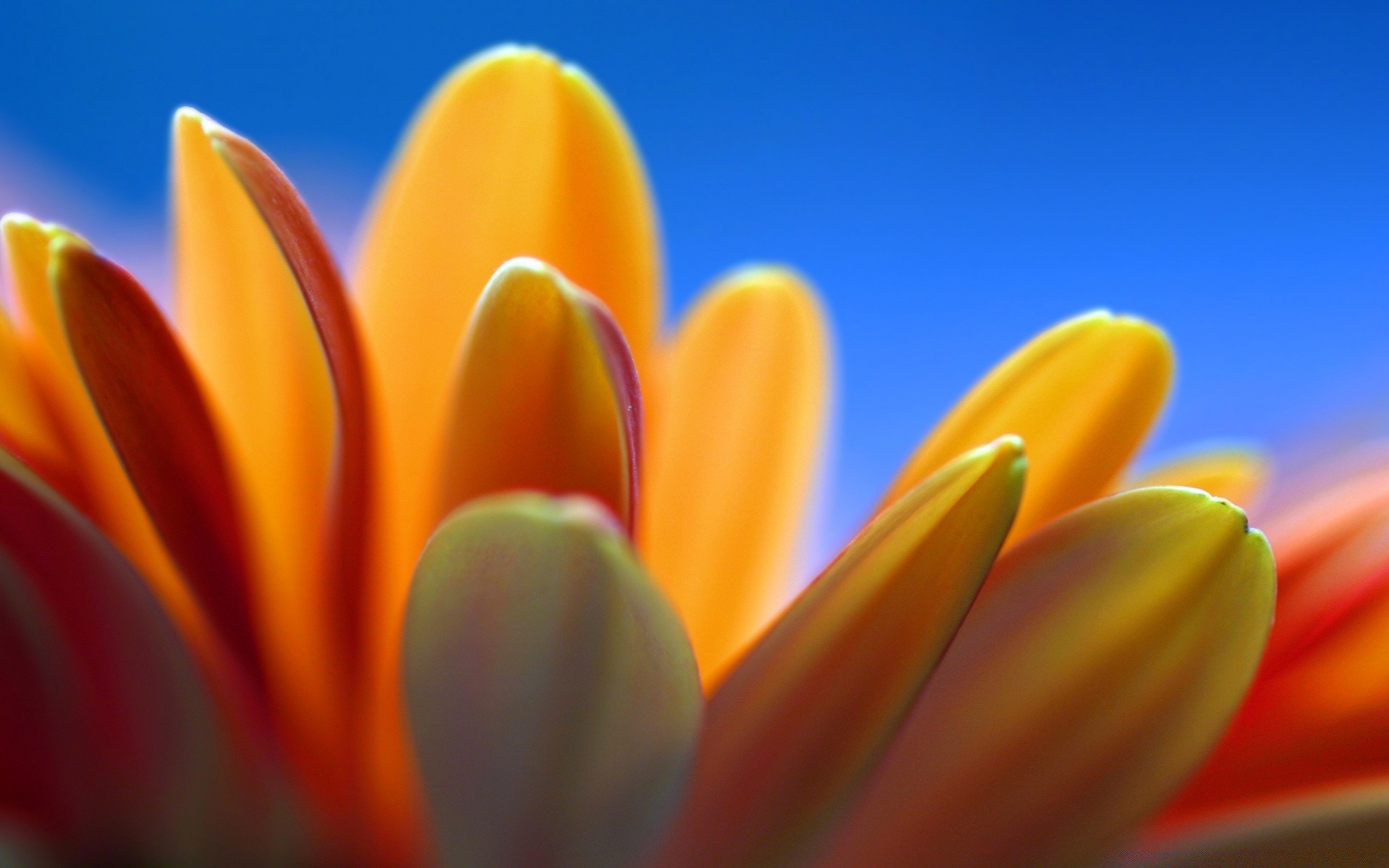 flowers nature flower summer bright color easter flora garden blur petal leaf outdoors fair weather growth