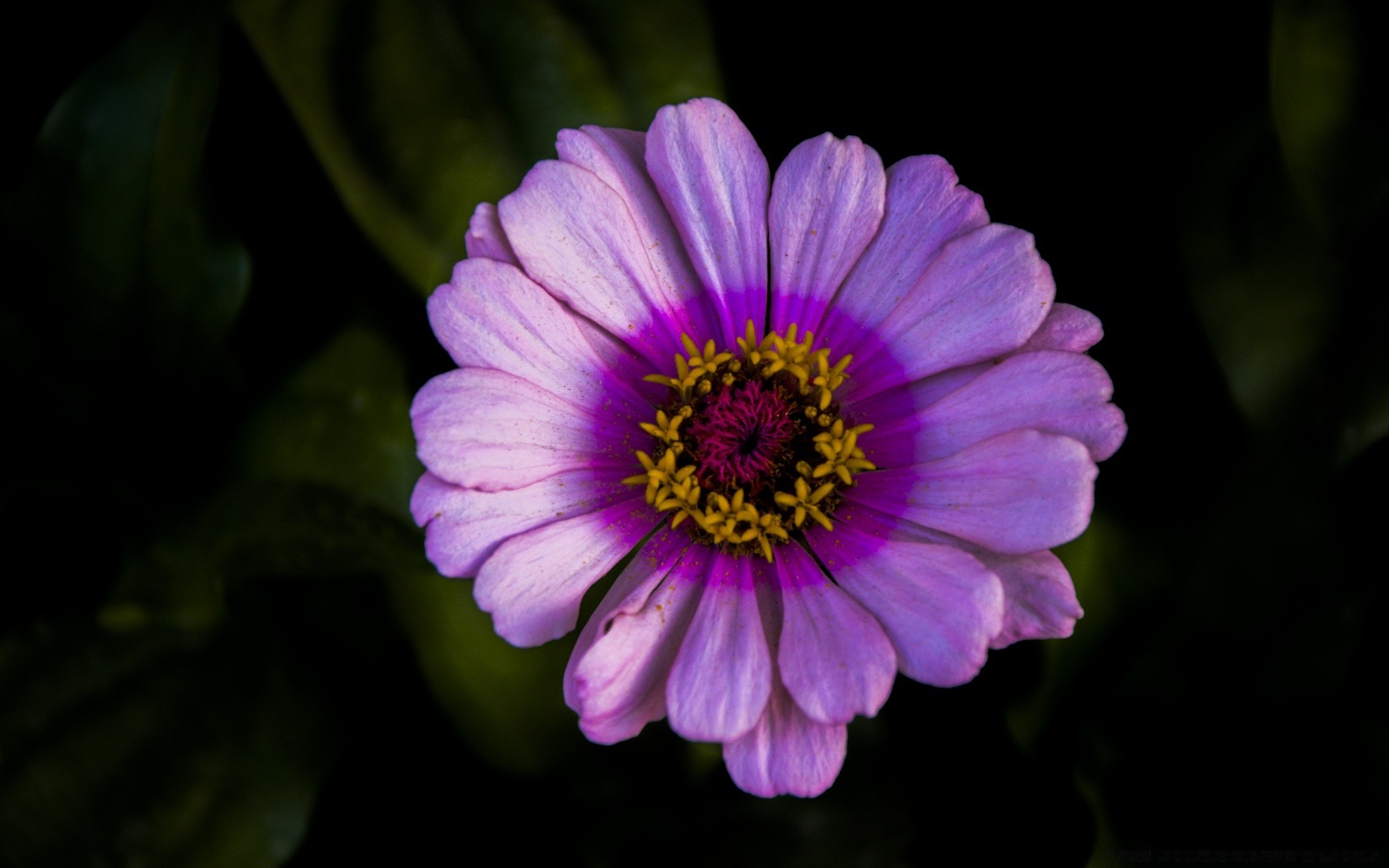 çiçekler çiçek doğa flora bahçe petal çiçek açan yaz renk çiçek güzel yaprak parlak