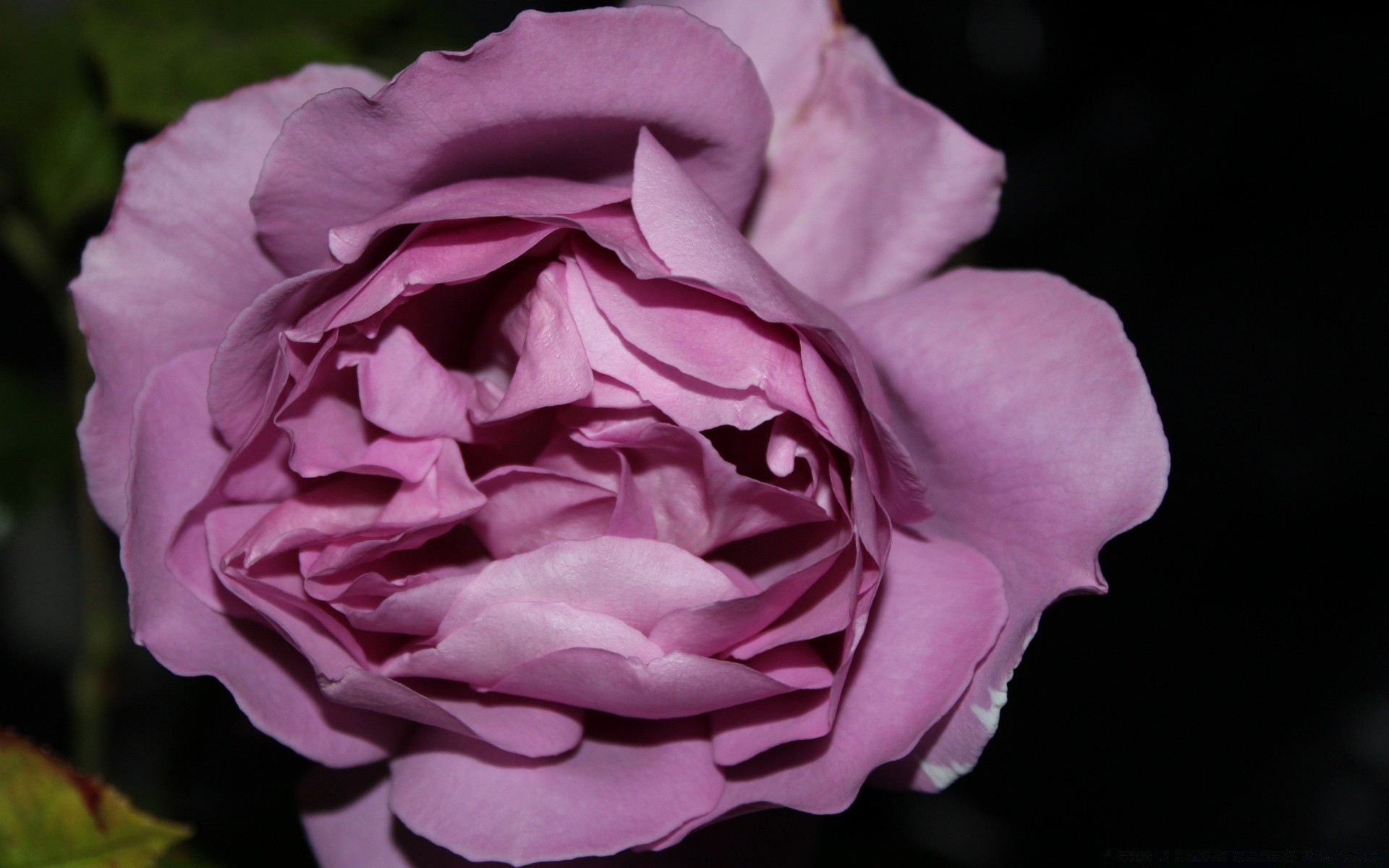 çiçekler çiçek gül flora petal aşk doğa çiçek çiçeklenme yaprak romantizm dostum bahçe şakayık narin güzel düğün