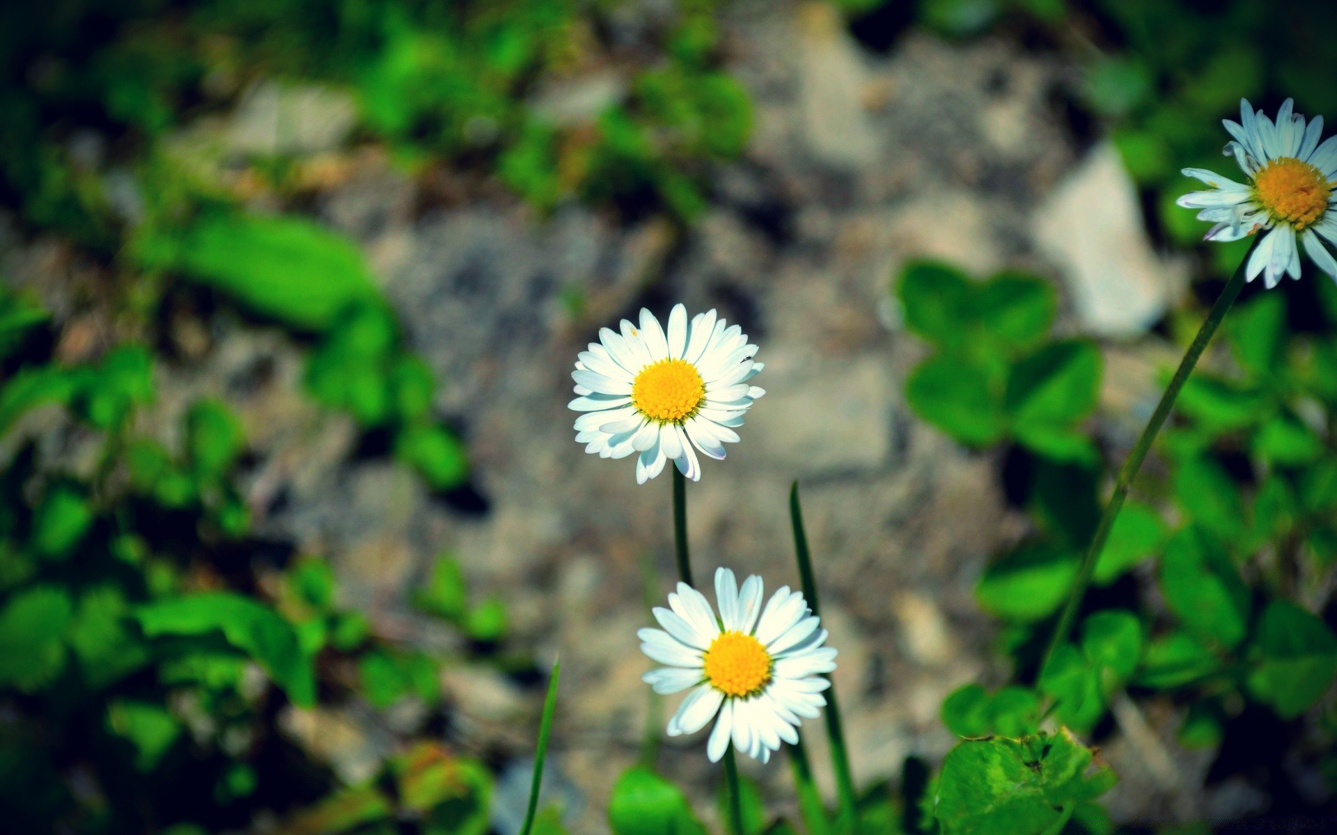 flowers nature flower flora leaf summer garden grass environment outdoors blooming growth floral wild close-up color petal season beautiful bright