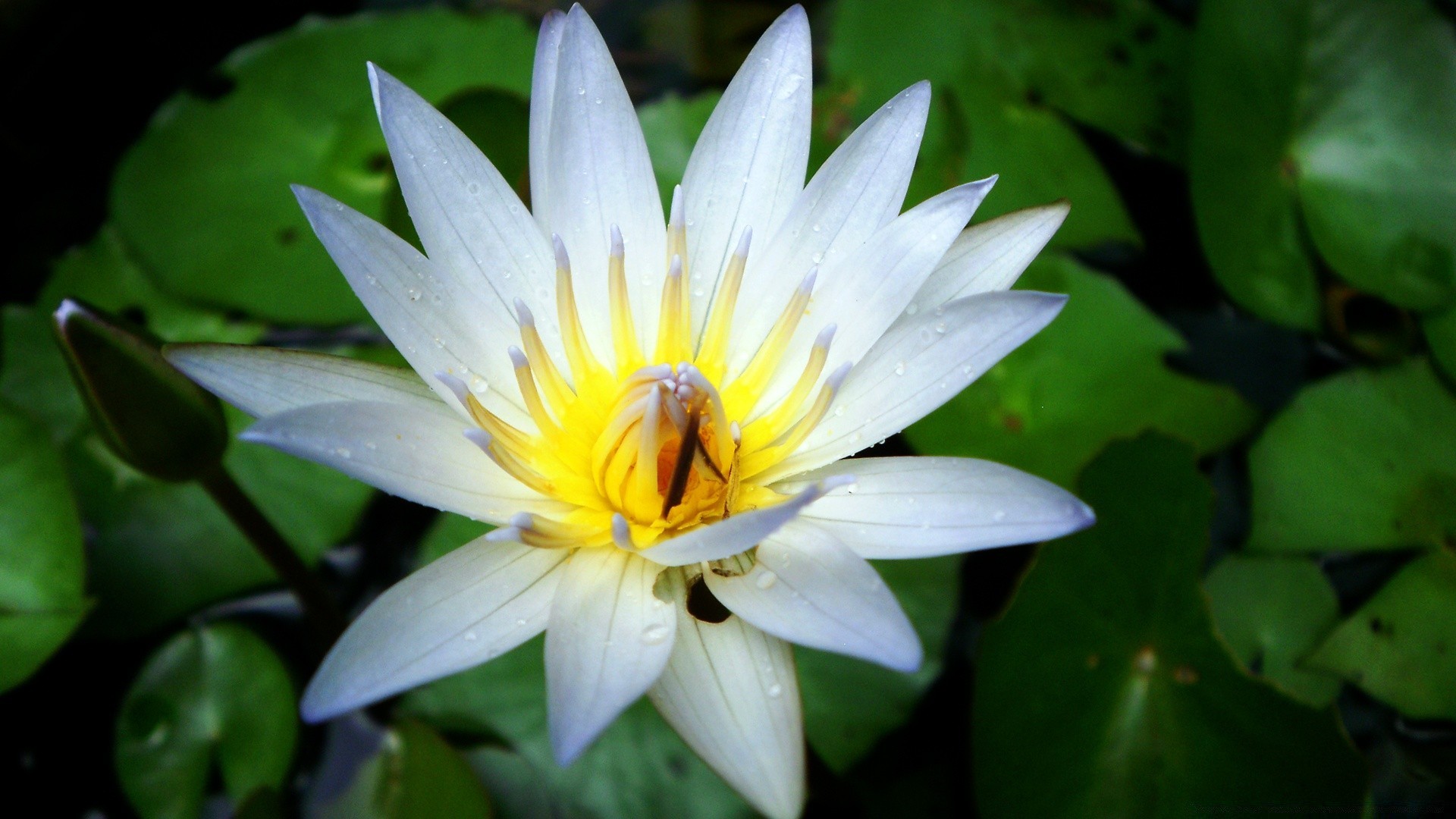 kwiaty kwiat liść lotos flora ogród natura lily bluming basen płatek lato tropikalny park lilia wodna kwiatowy egzotyczny piękny wodny