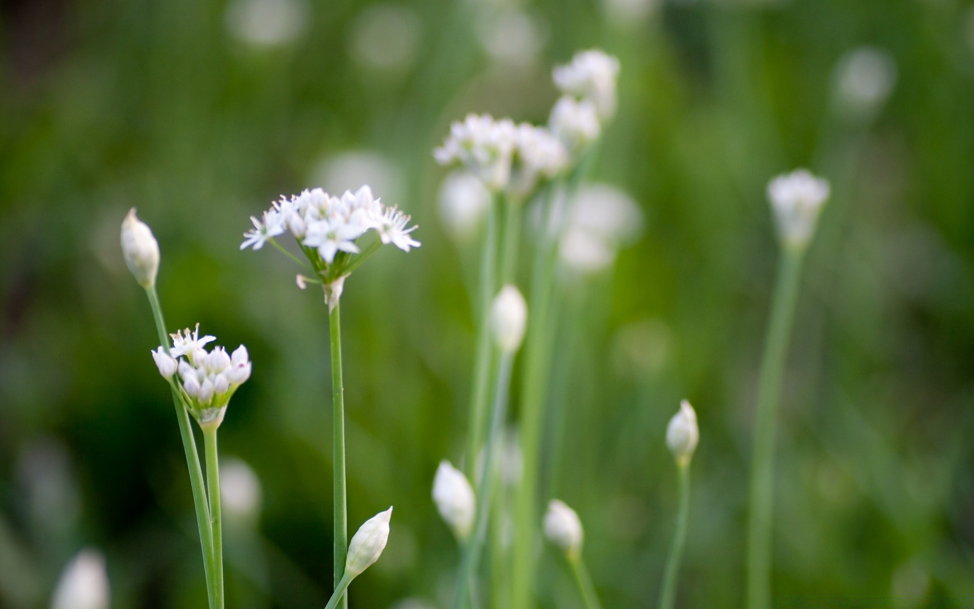 fleurs nature herbe flore été champ fleur feuille rural foin beau temps croissance lumineux à l extérieur