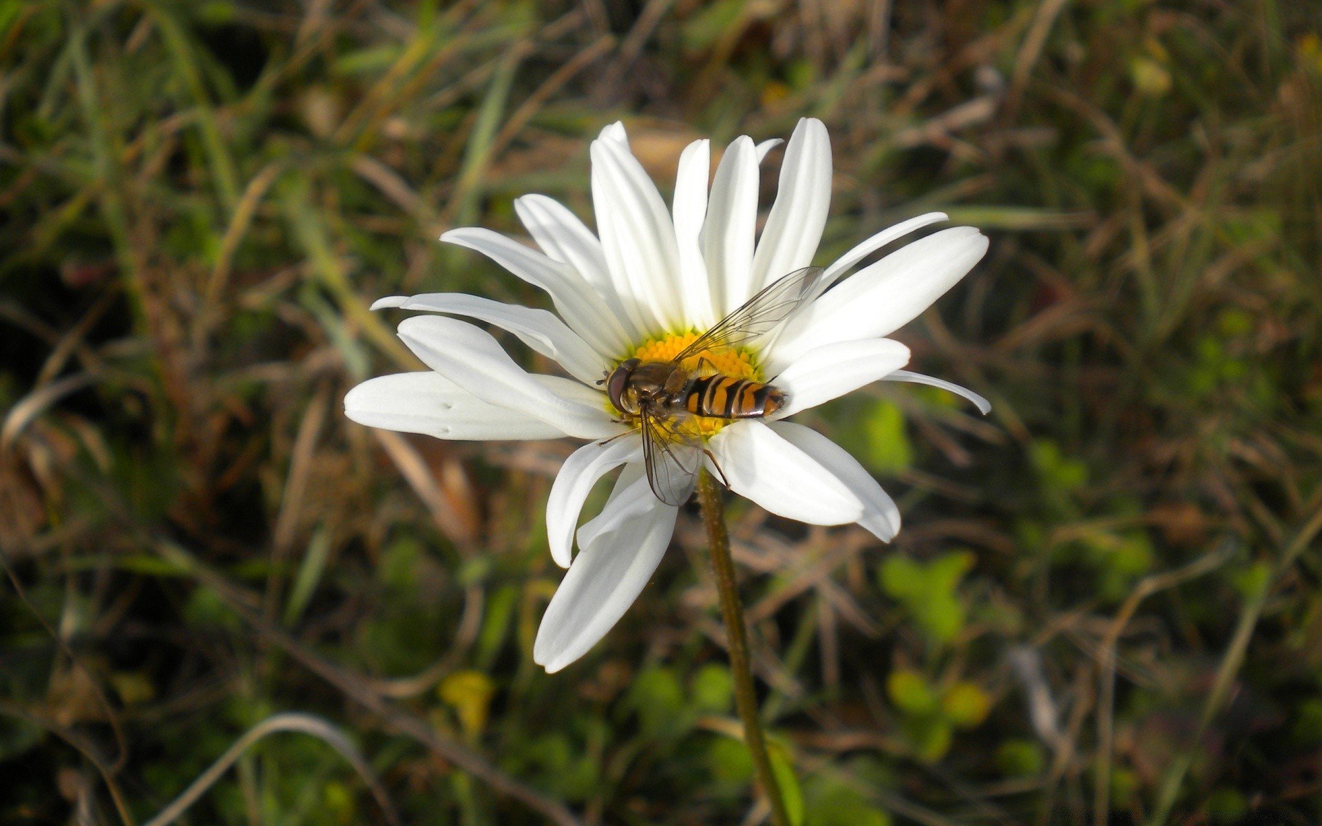 kwiaty kwiat natura flora ogród lato bluming liść trawa płatek pole zbliżenie kwiatowy kolor