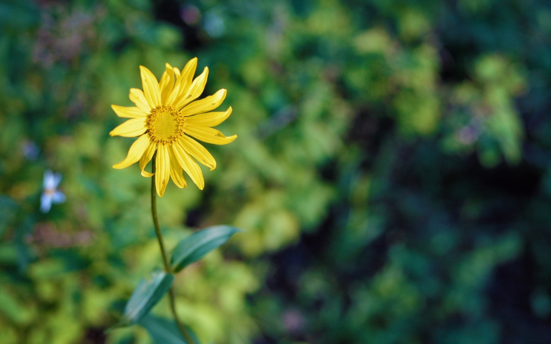 flowers nature flower summer flora growth leaf bright garden outdoors color fair weather