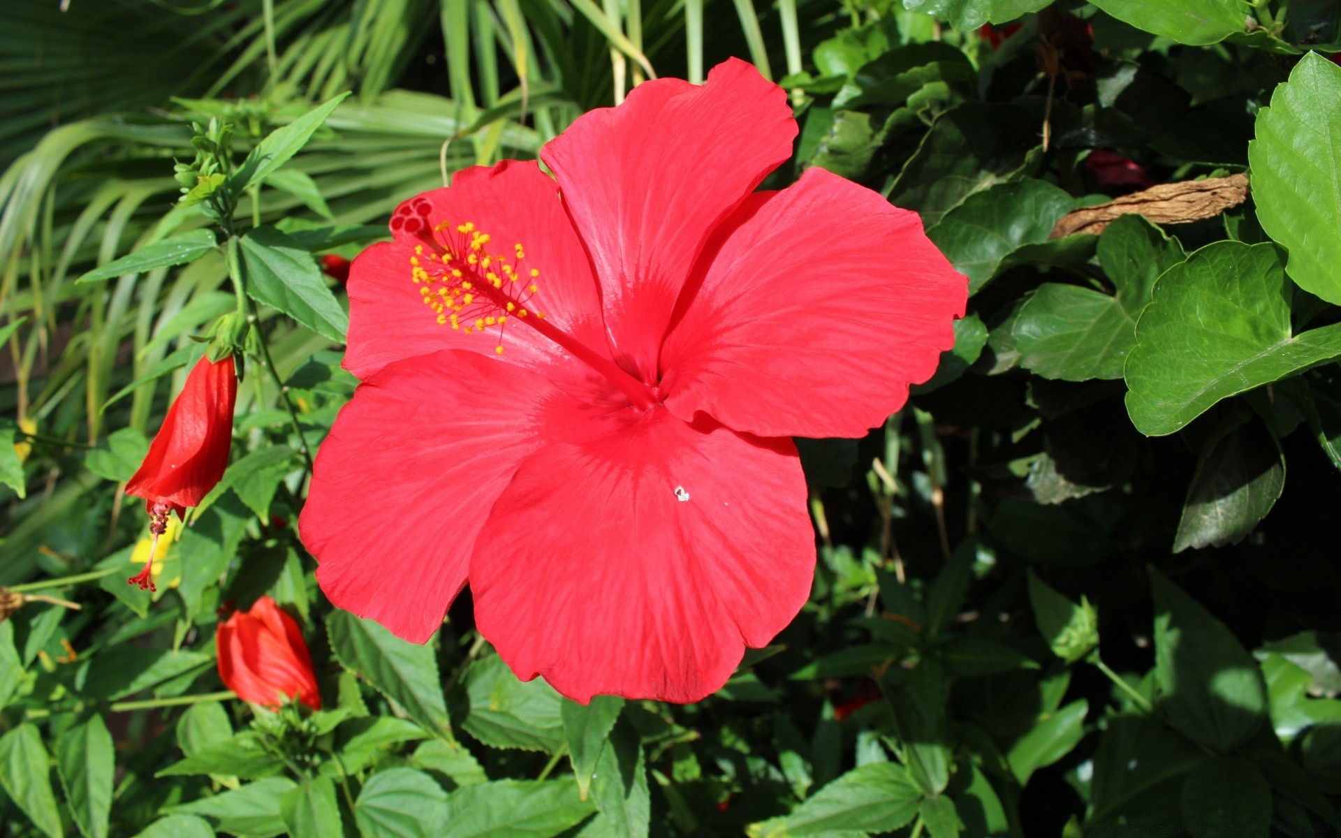 flowers nature flower leaf flora garden summer outdoors blooming petal growth bright floral close-up tropical color season beautiful