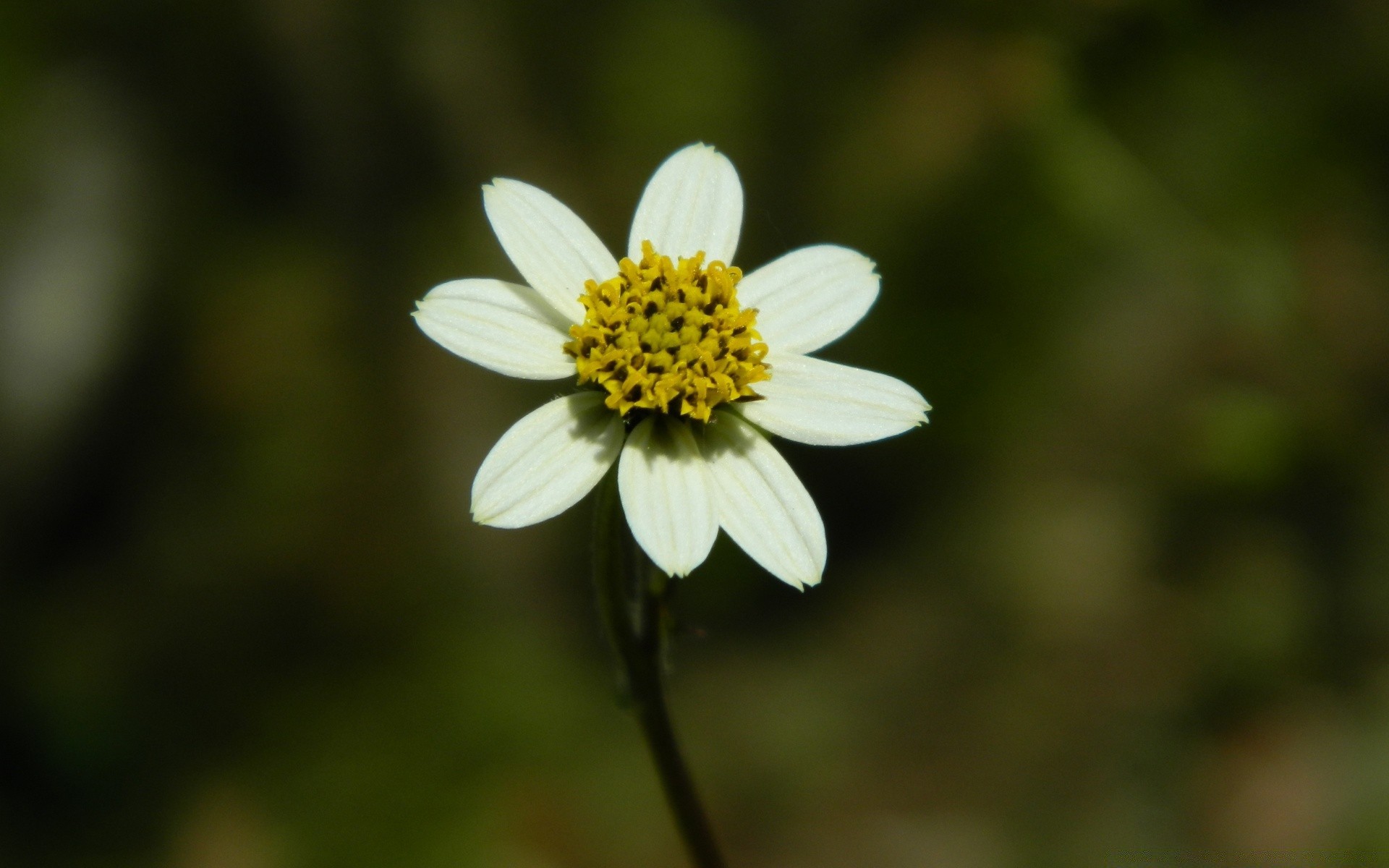 çiçekler doğa çiçek açık havada yaz yaprak flora büyüme