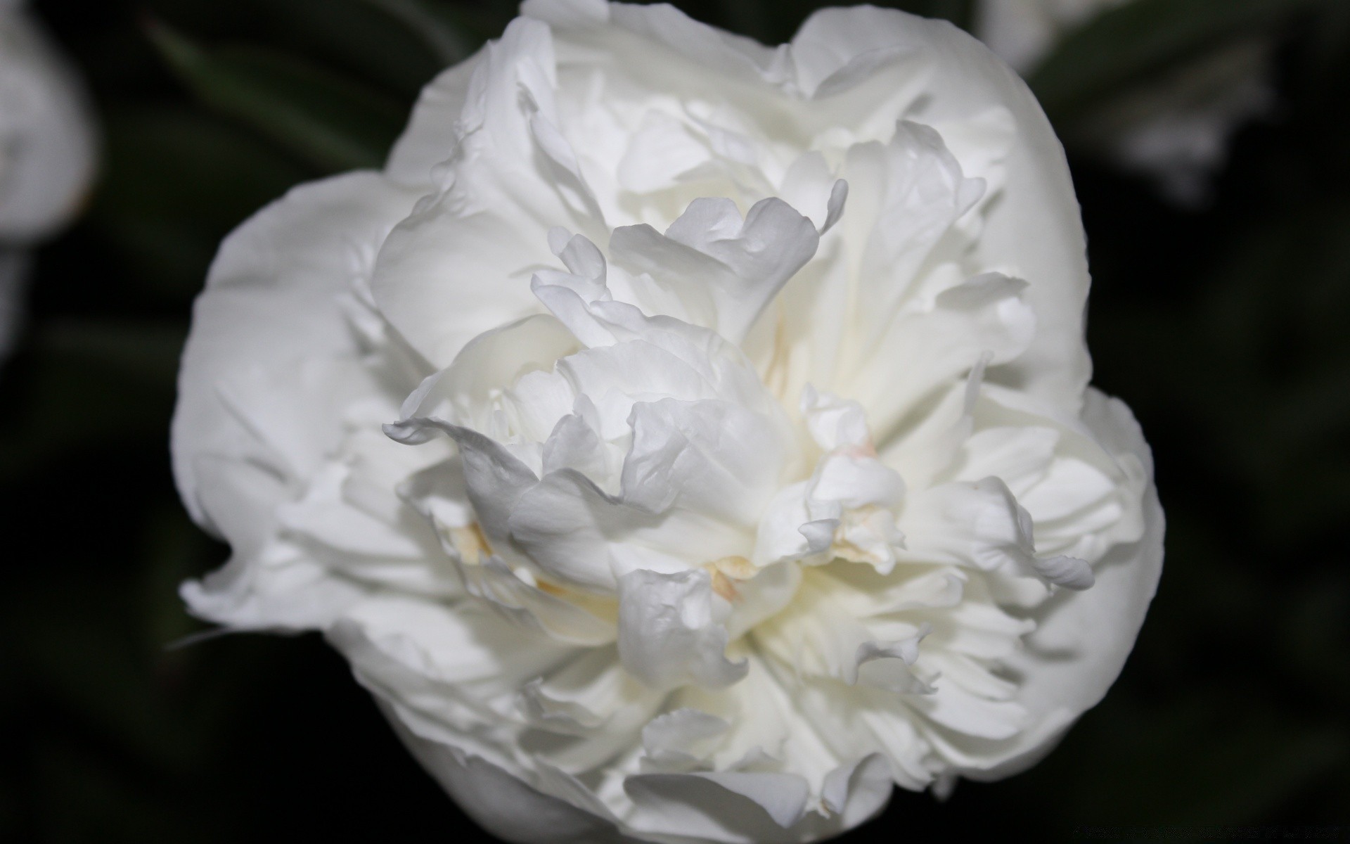 flowers flower wedding rose petal bouquet floral bride marriage love romance nature flora engagement peony romantic beautiful blooming leaf bridal