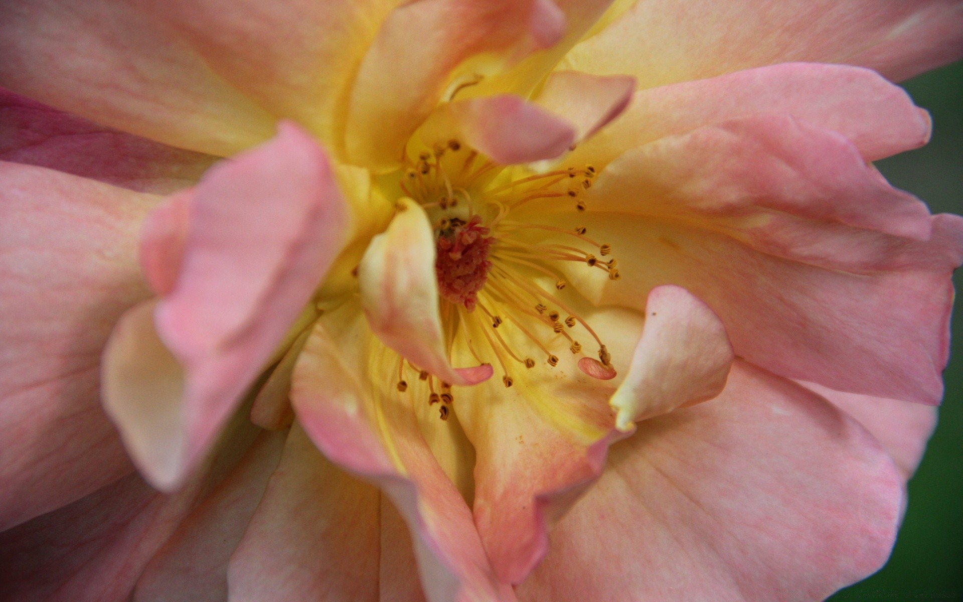 flowers flower nature flora garden color petal beautiful close-up blooming floral summer leaf