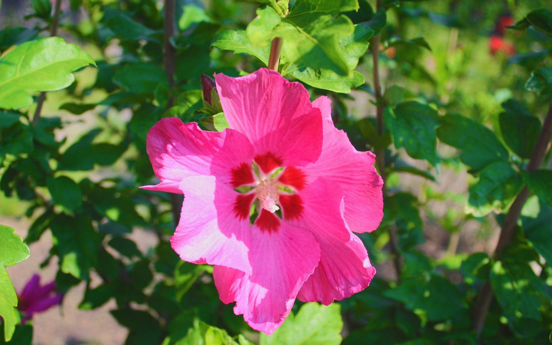 flowers flower flora nature garden leaf summer blooming petal floral growth bright outdoors color close-up beautiful rose botanical