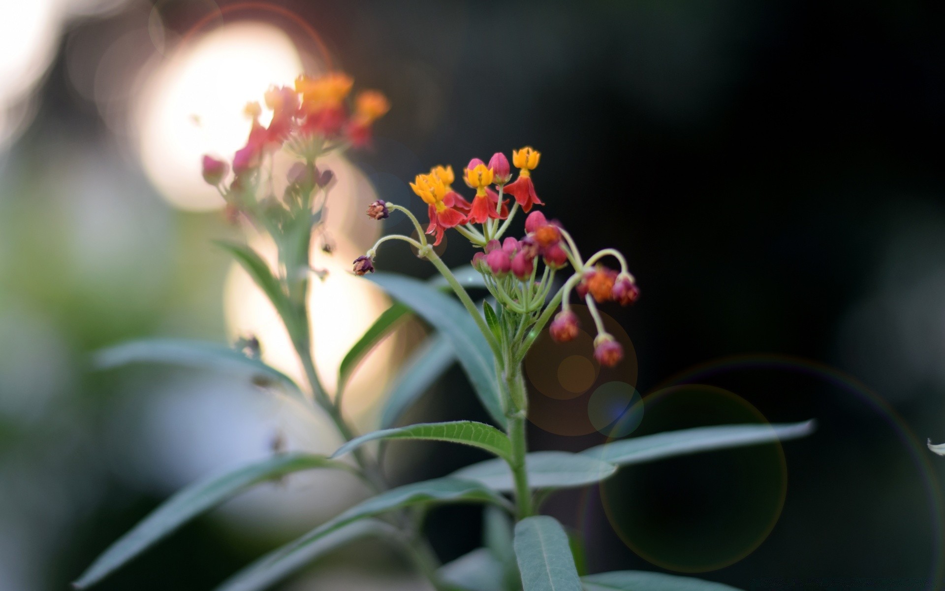 fiori natura fiore foglia flora giardino estate colore crescita natura morta sfocatura all aperto luminoso bella