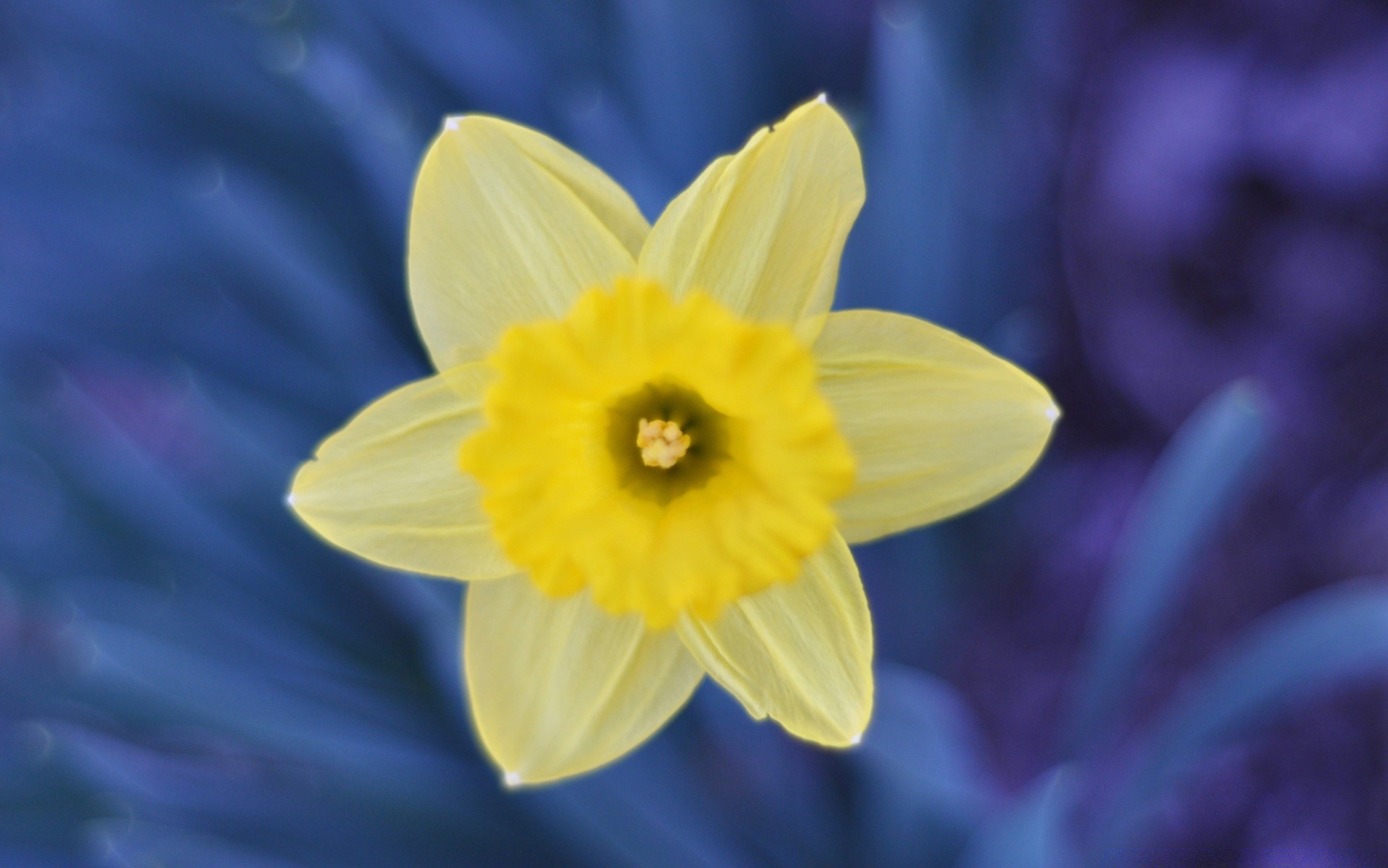 fleurs fleur nature narcisse flore lumineux jardin couleur pâques narcisse pétale bluming gros plan feuille saison été