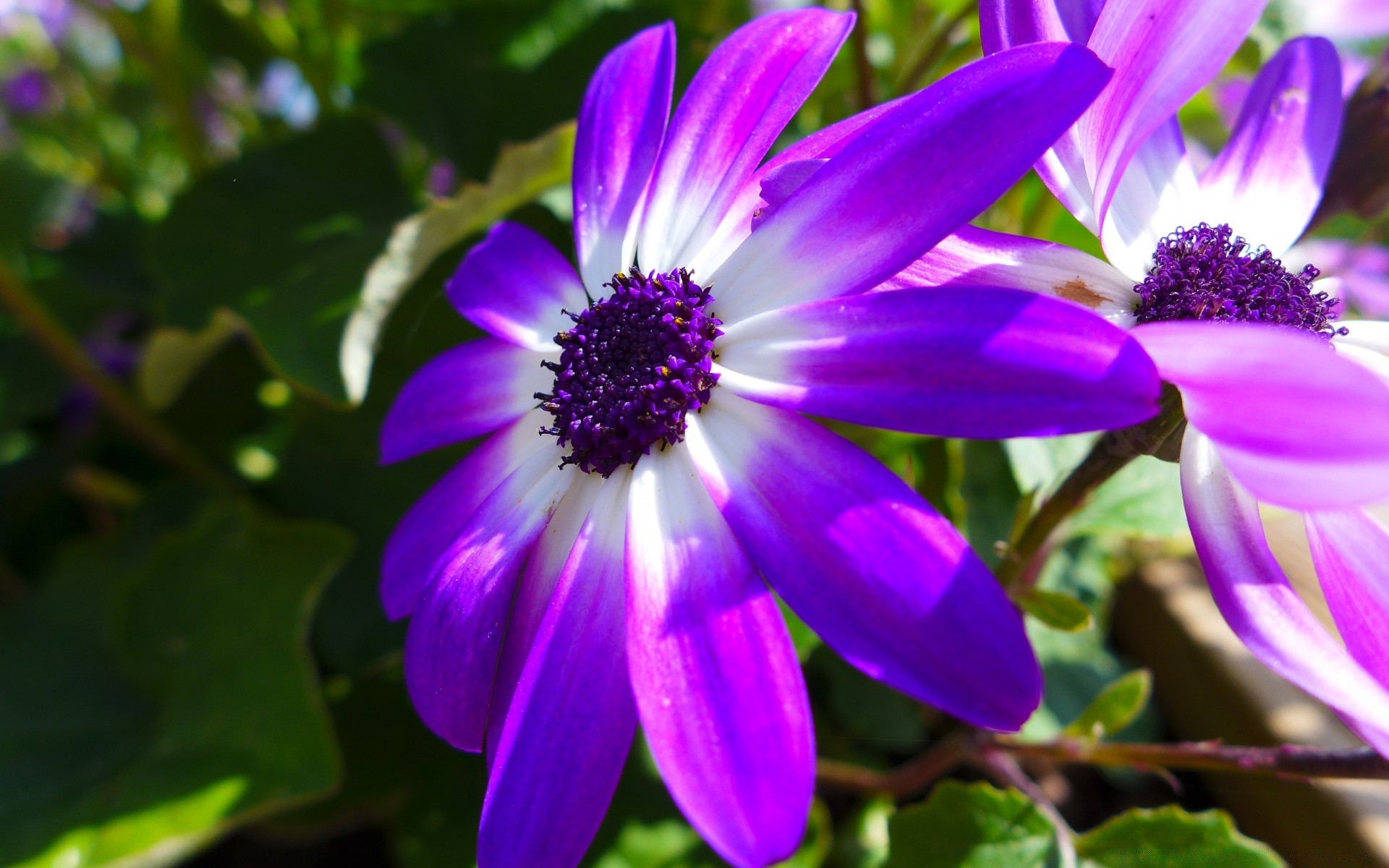 fleurs fleur nature flore été feuille bluming jardin couleur belle floral pétale gros plan lumineux saison croissance