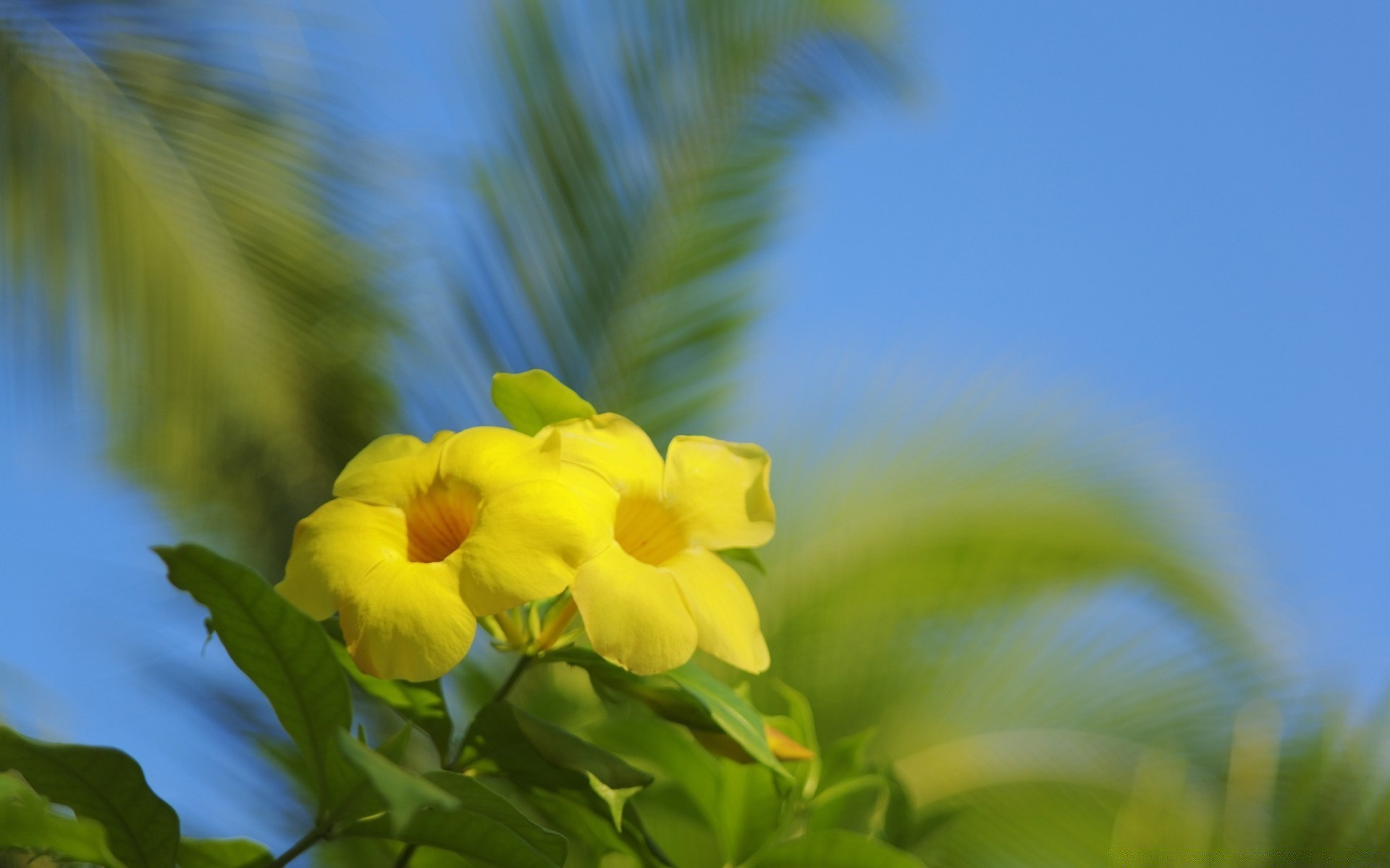 花 自然 叶 植物群 夏天 花 花园 特写 颜色 好天气 生长 明亮 田野 季节 树 模糊 太阳 户外 阳光 花卉