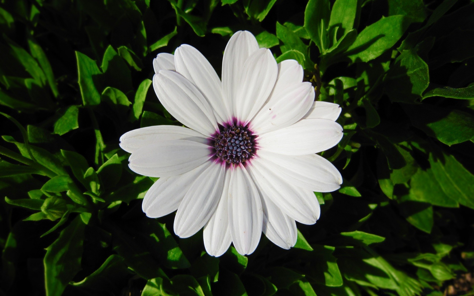 flowers flora flower garden nature summer leaf blooming petal growth floral bright color