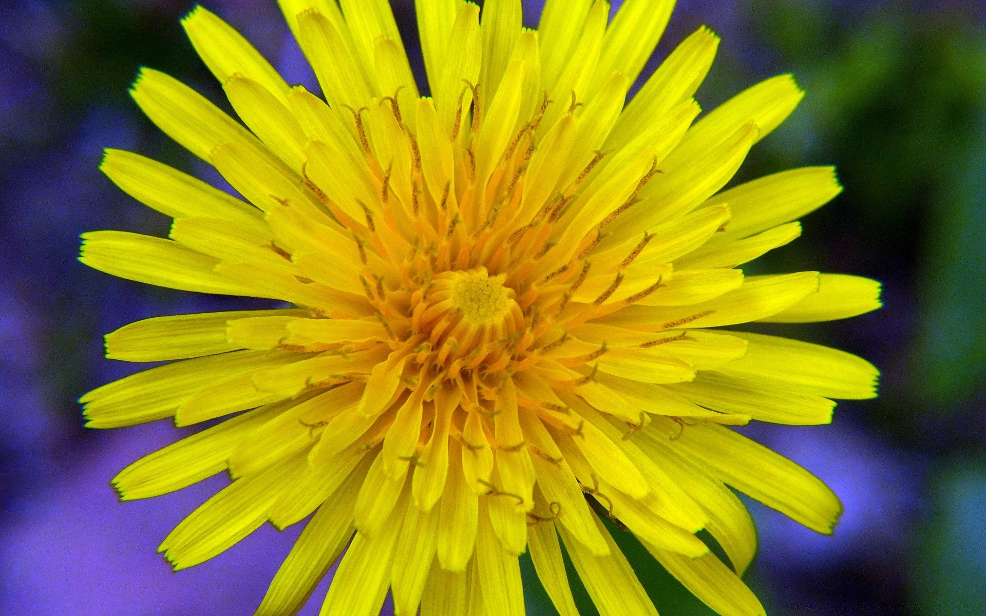 blumen blume natur löwenzahn sommer farbe flora garten hell blühen blütenblatt im freien schließen