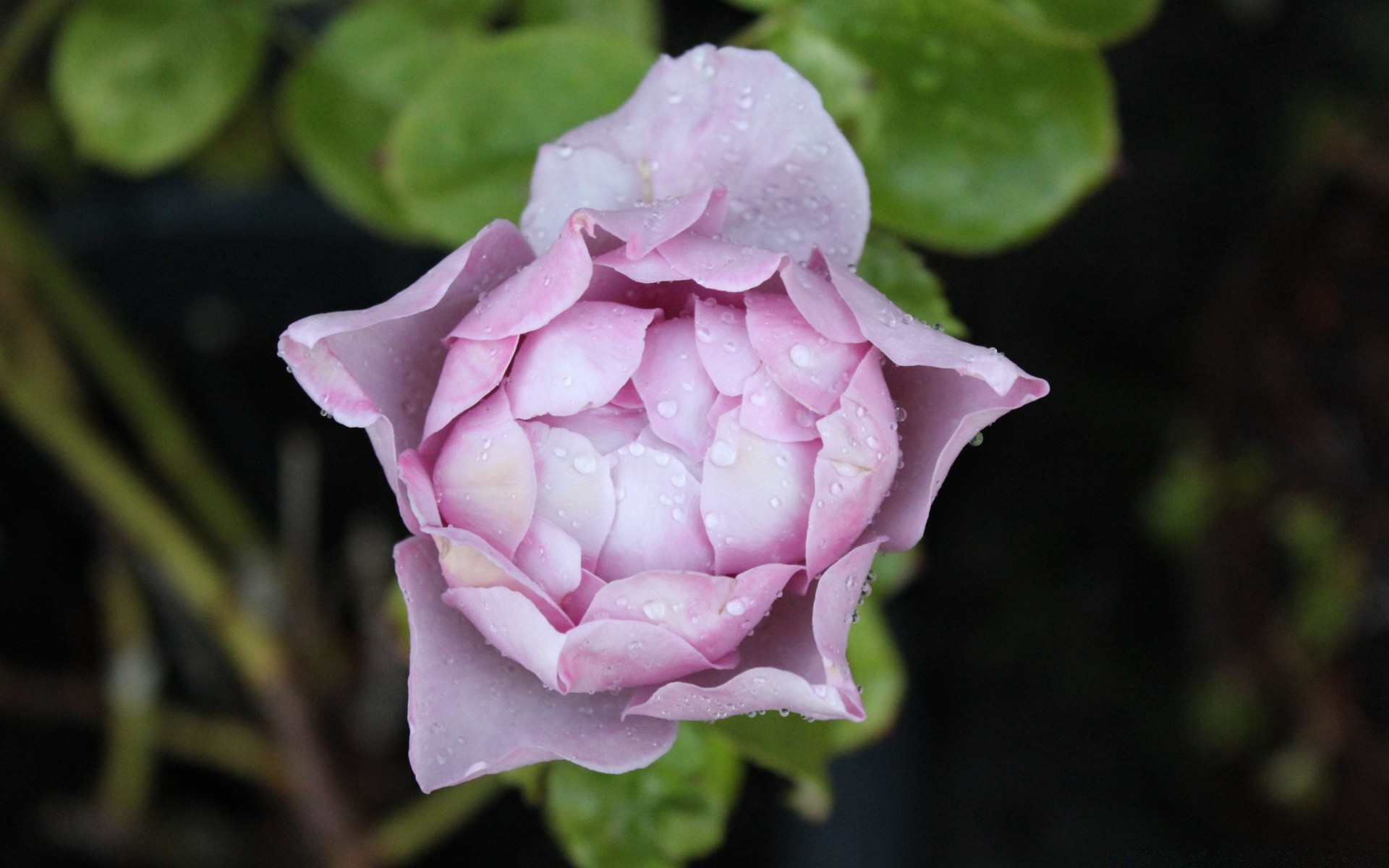 çiçekler çiçek doğa gül yaprak flora petal bahçe çiçek romantizm aşk çiçeklenme renk romantik yaz yakın çekim