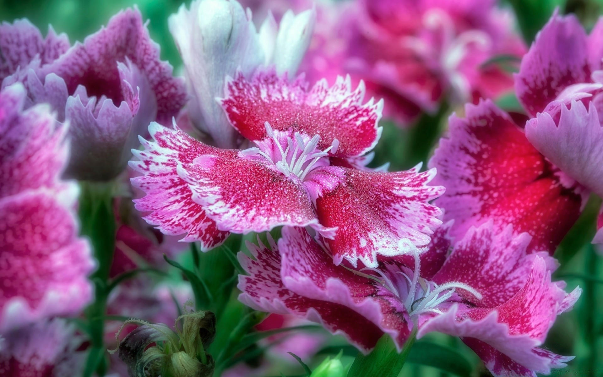 花 自然 花 植物 花园 叶 花 颜色 盛开 花瓣 夏天 明亮 特写 装饰 美丽 花束 生长 户外 季节 明亮