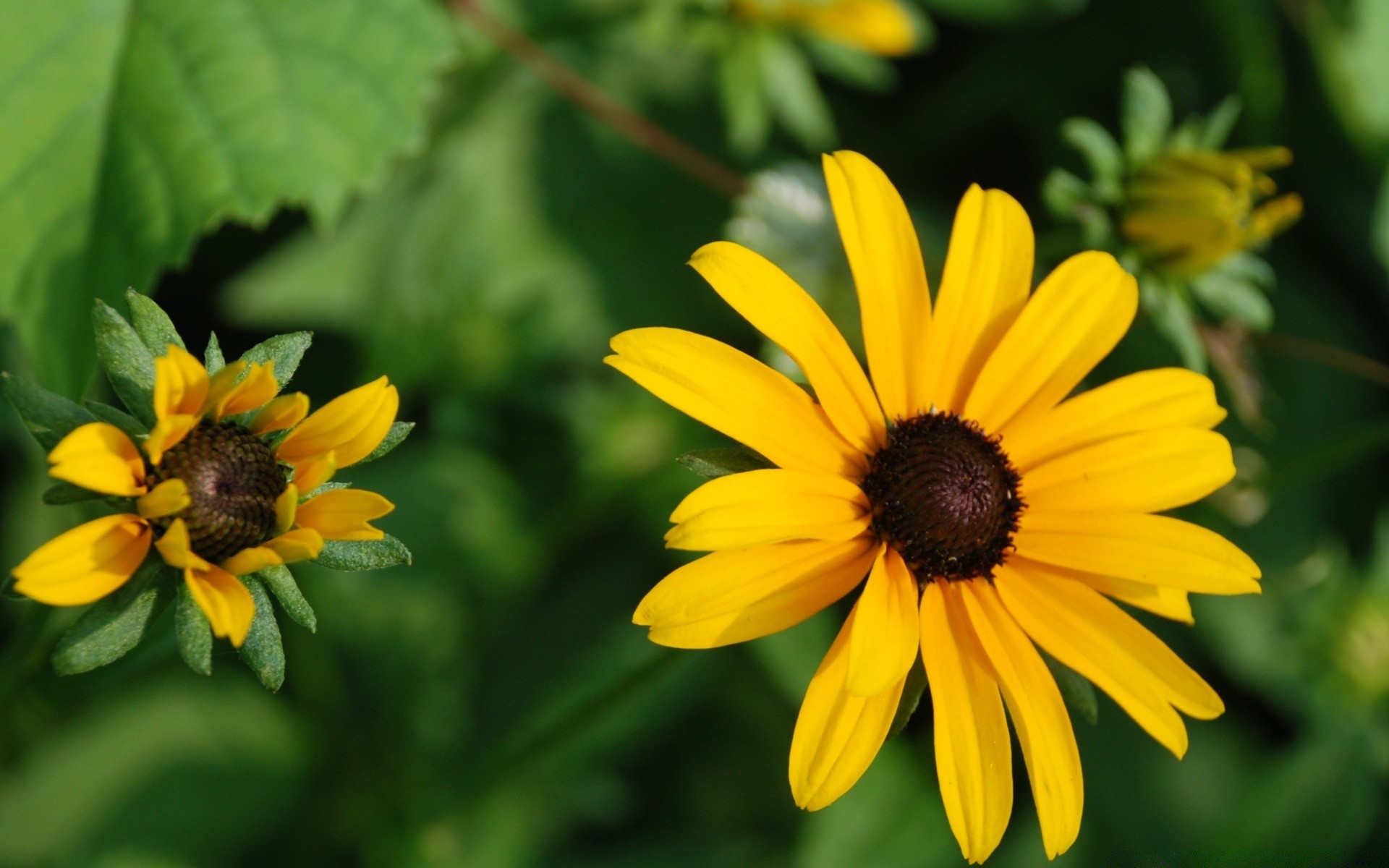 flowers nature flower summer flora leaf garden bright outdoors growth color beautiful petal blooming floral