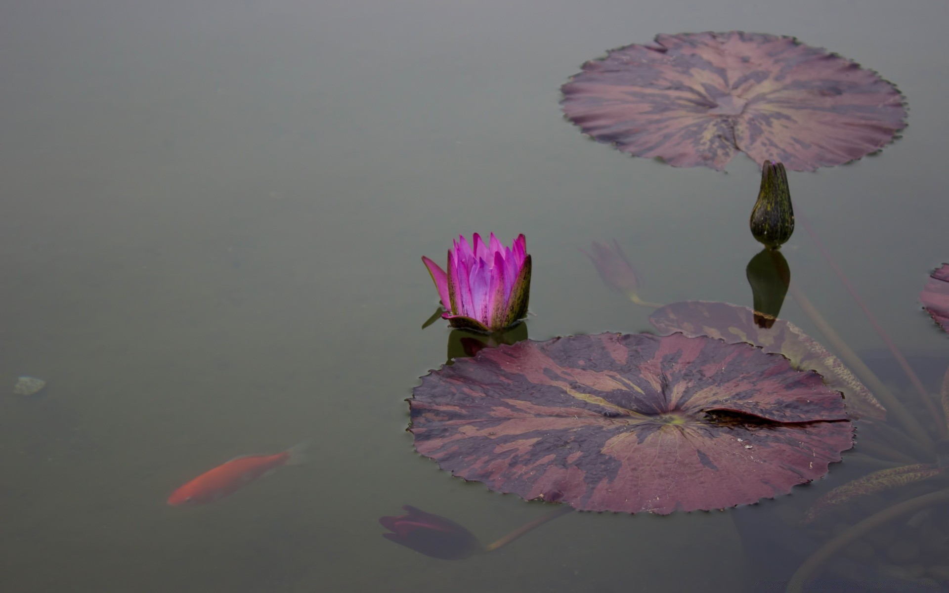 flowers water nature flower outdoors lake daylight pool