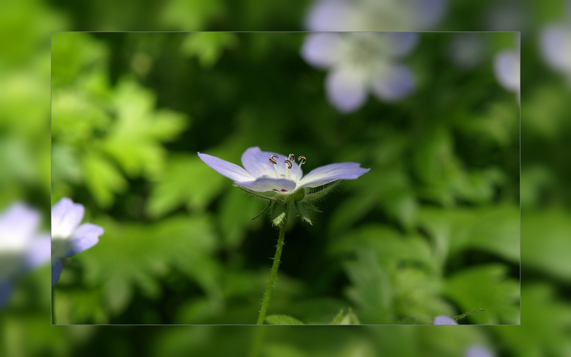 flowers nature flora flower leaf garden summer grass growth color close-up bright blooming hayfield outdoors petal season environment floral wild