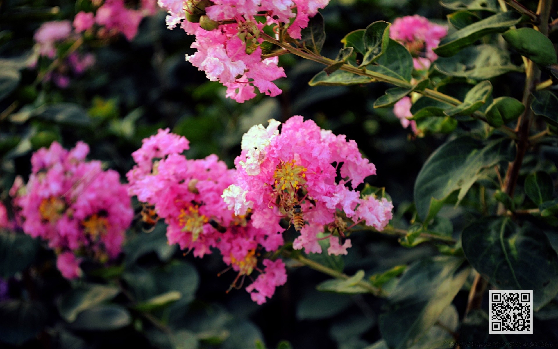 çiçekler çiçek bahçe yaprak flora çiçek açan doğa gül petal çiçek yaz açık havada büyüme çalı renk