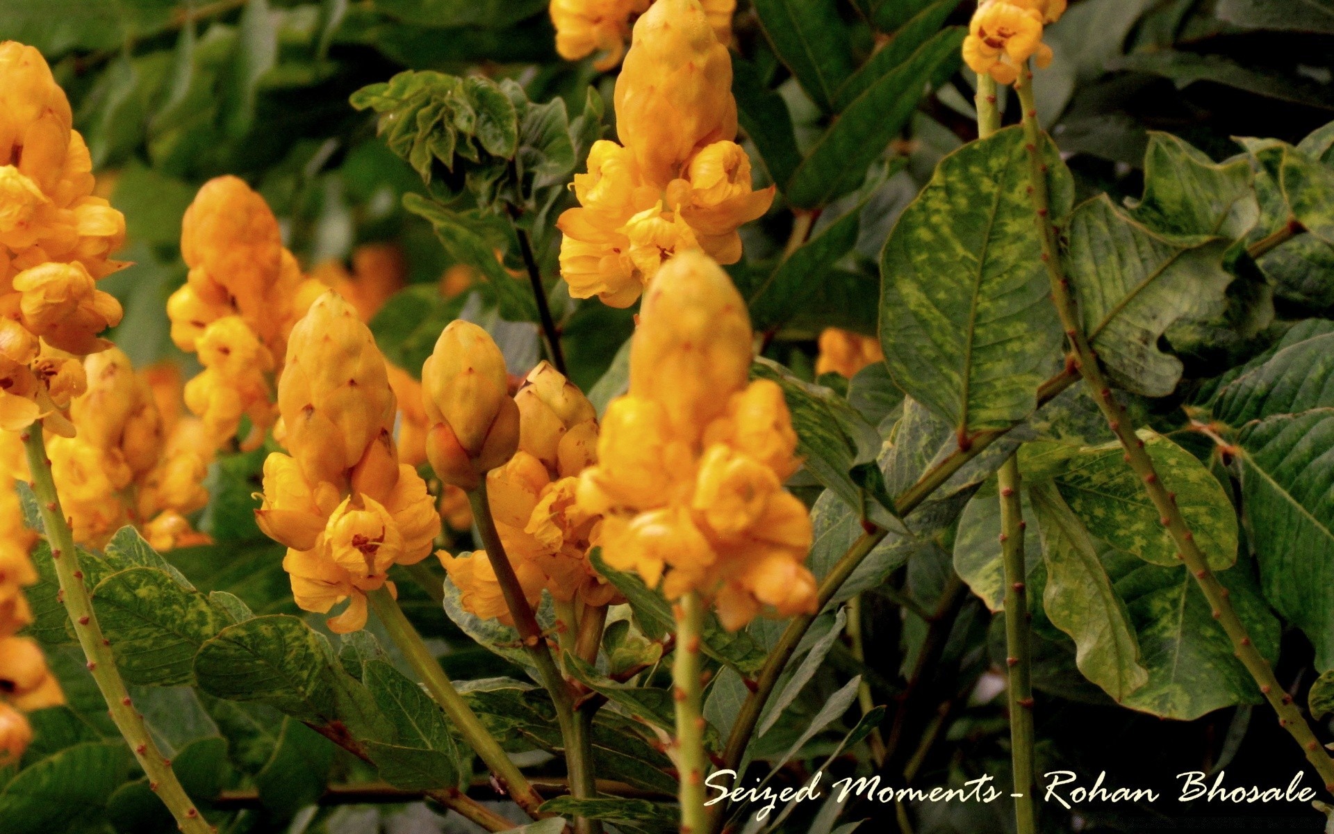 flores naturaleza hoja flora flor jardín al aire libre floración verano floral comida agricultura color temporada crecimiento primer plano granja