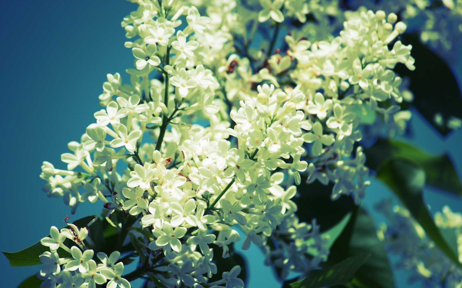 fleurs nature fleur flore bluming feuille jardin gros plan croissance floral été pétale belle branche couleur saison arbuste