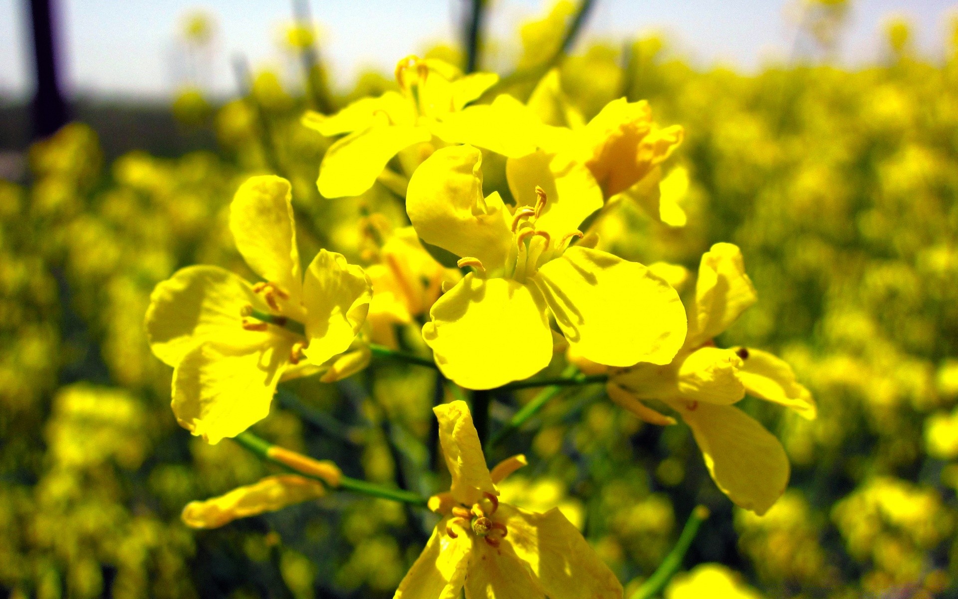 flowers flower nature flora field blooming summer outdoors agriculture growth rural leaf fair weather floral season bright sunny color