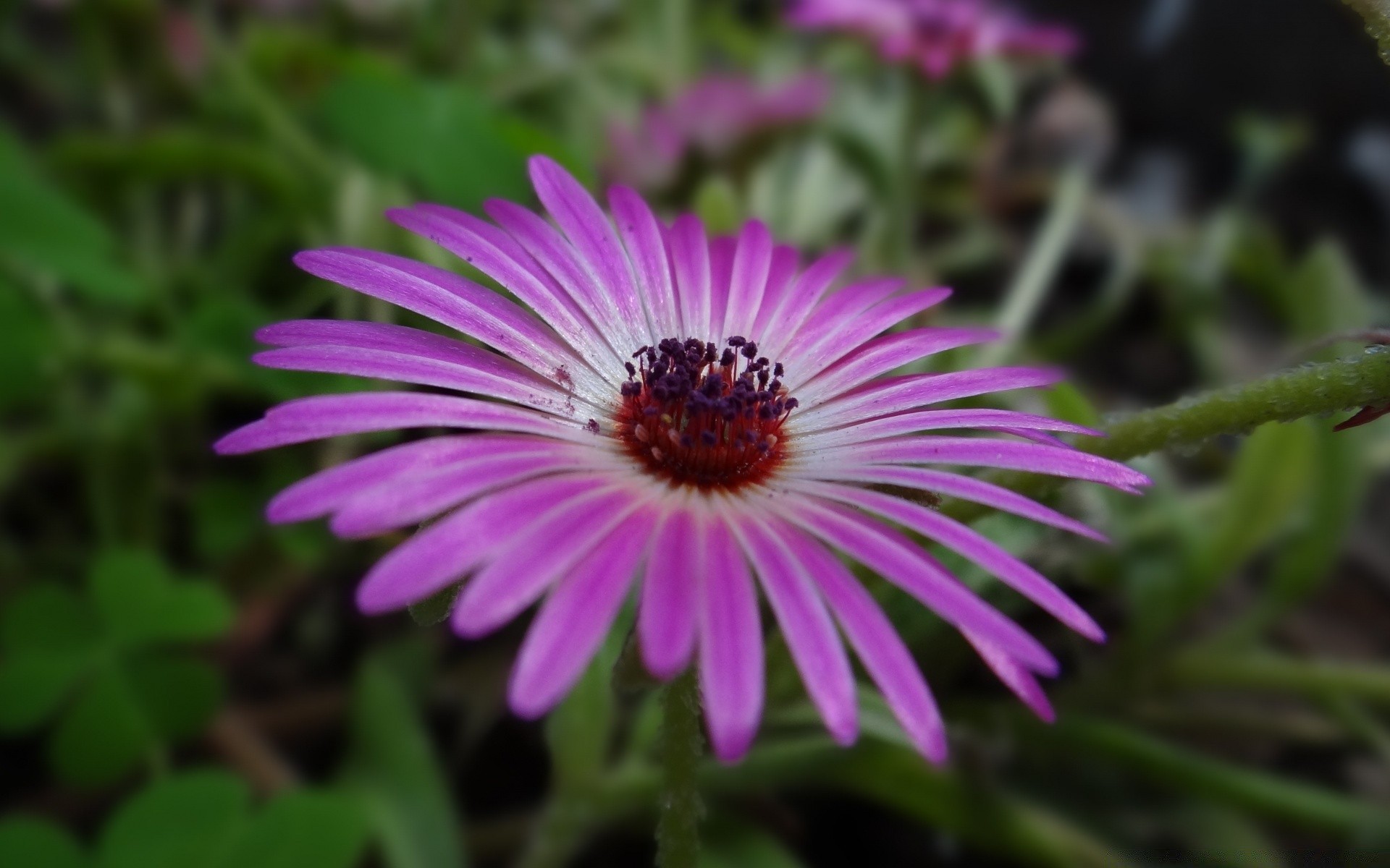 flowers nature flora flower garden summer blooming leaf petal outdoors floral close-up perennial bright color botanical growth beautiful season grass