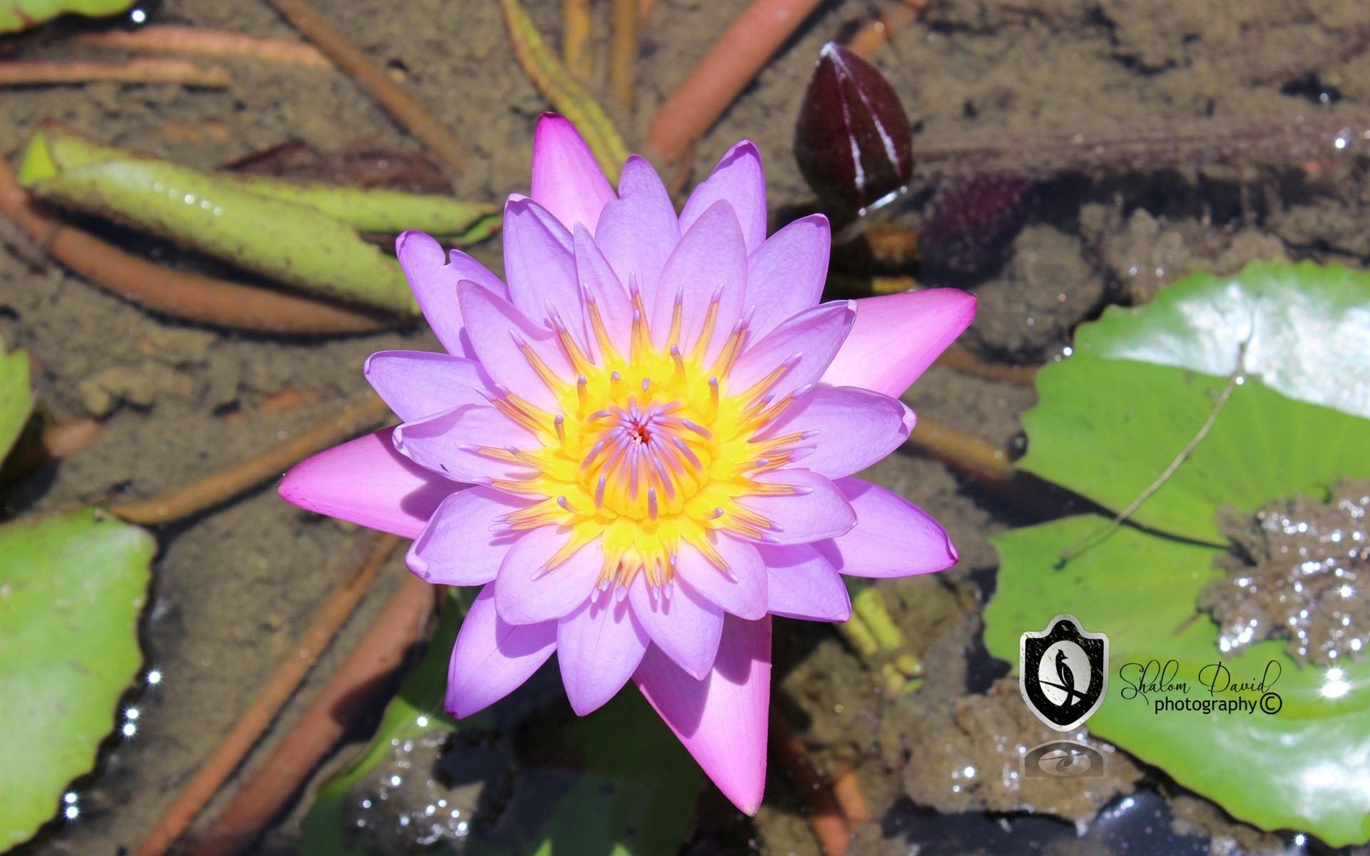 blumen pool wasser lotus blume lilie tropisch natur flora meditation zen blatt exotisch schwimmen blühen seerose blütenblatt garten blumen heilig schön